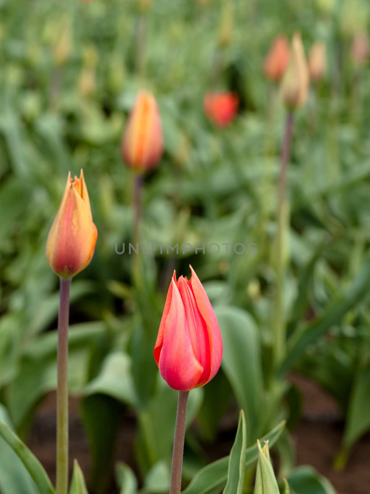 Tulips in a blooming field