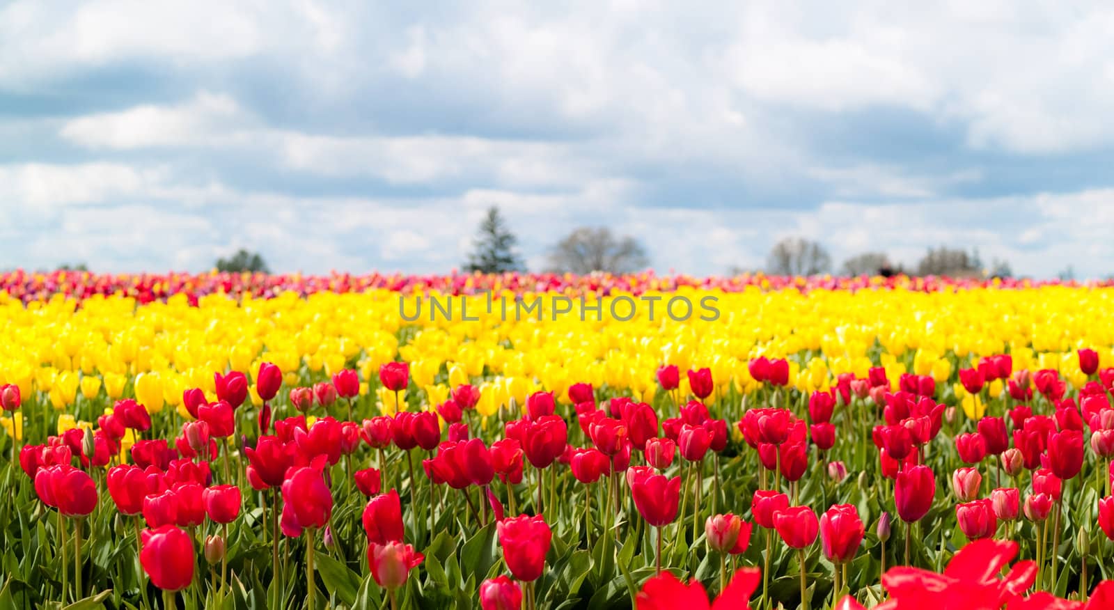 Tulips in a blooming field