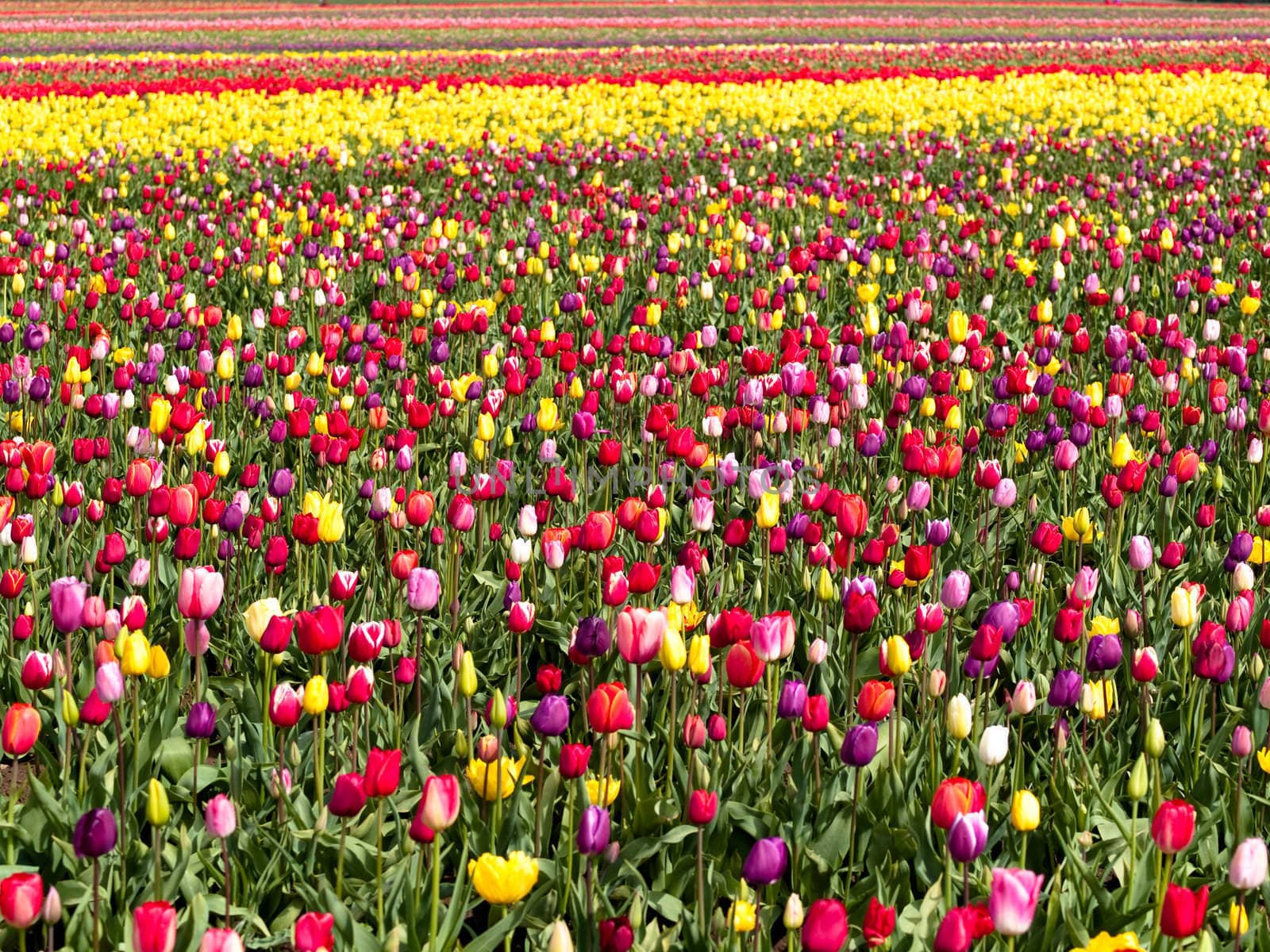 field of tulips by chaosmediamgt