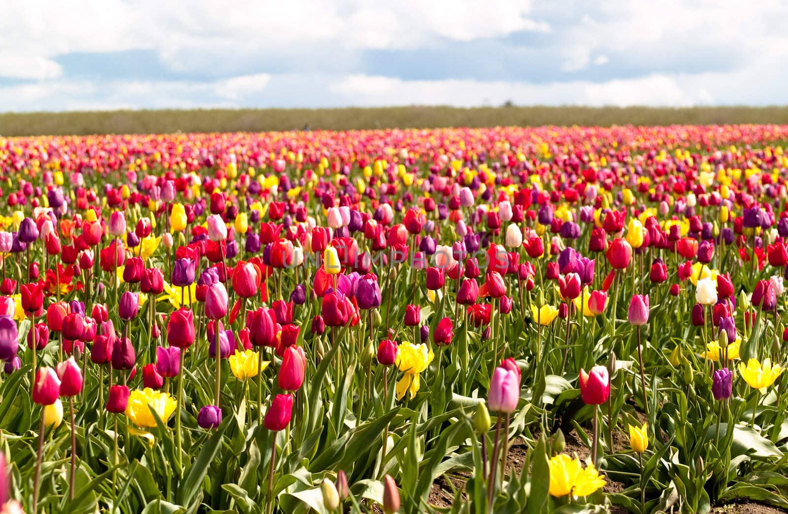Tulips in a blooming field