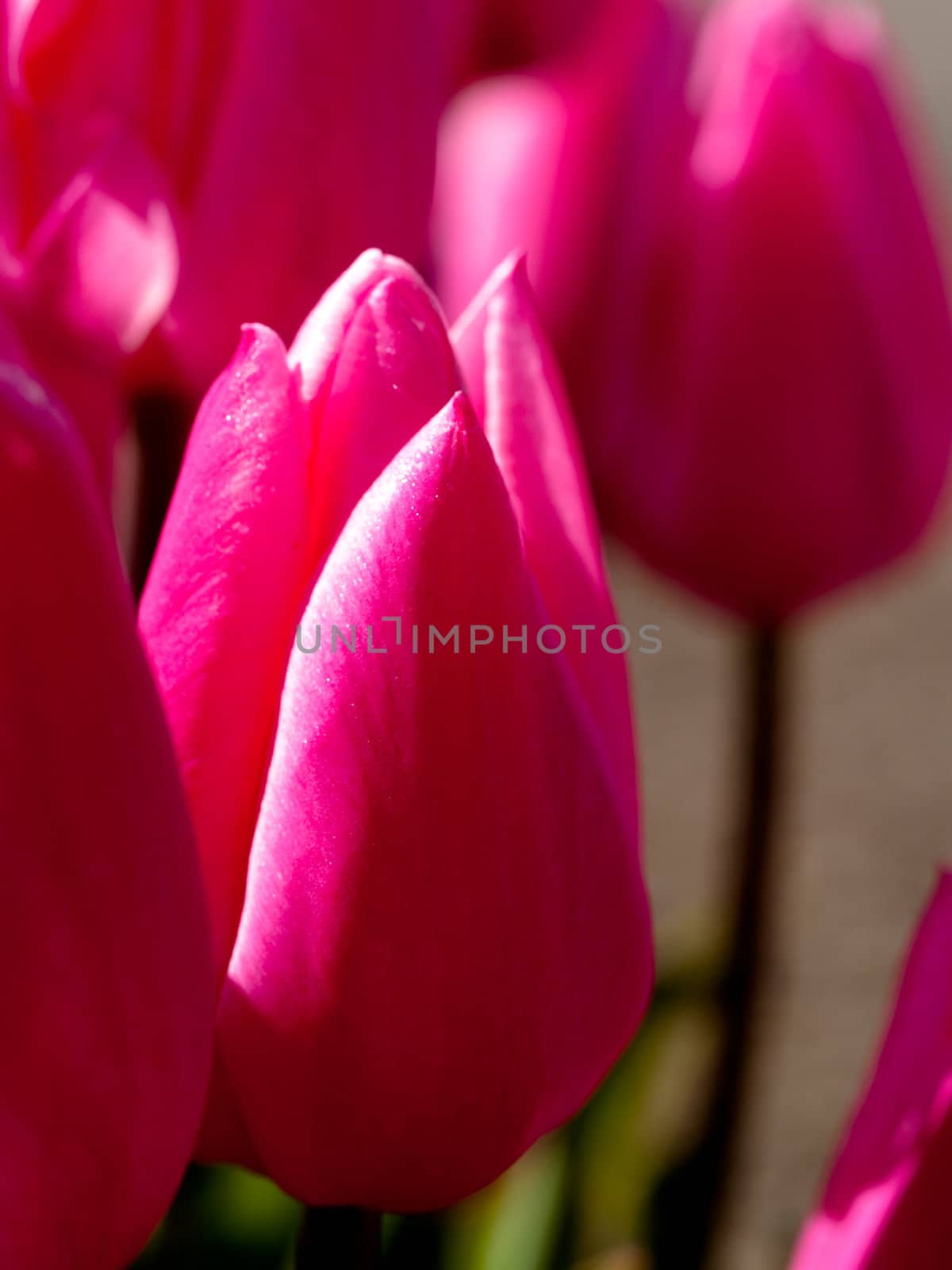pink tulips by chaosmediamgt