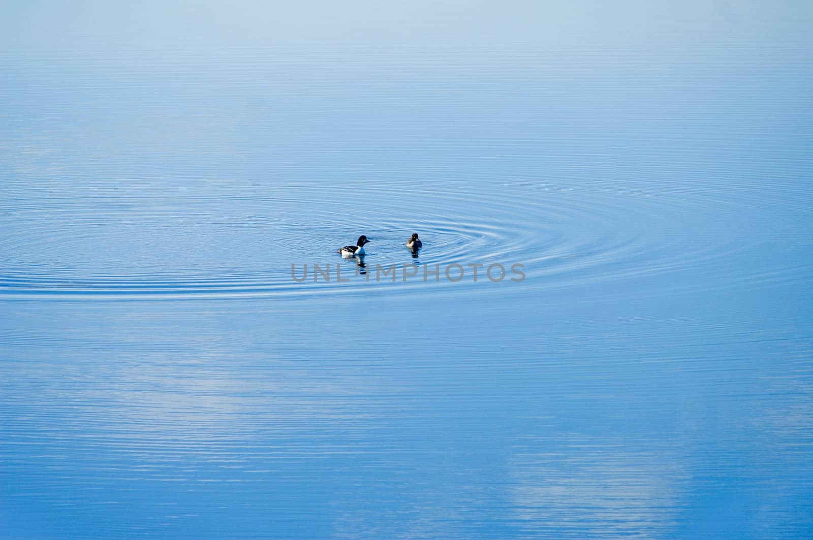 Ducks on Water by emattil