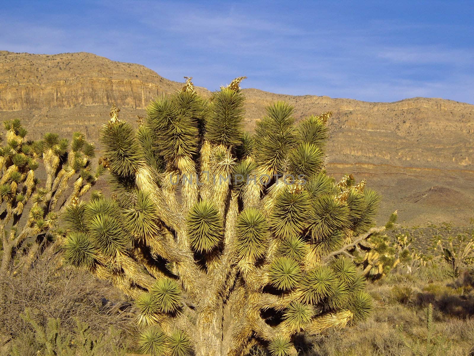 Joshua tree in desert landscape Arizona USA