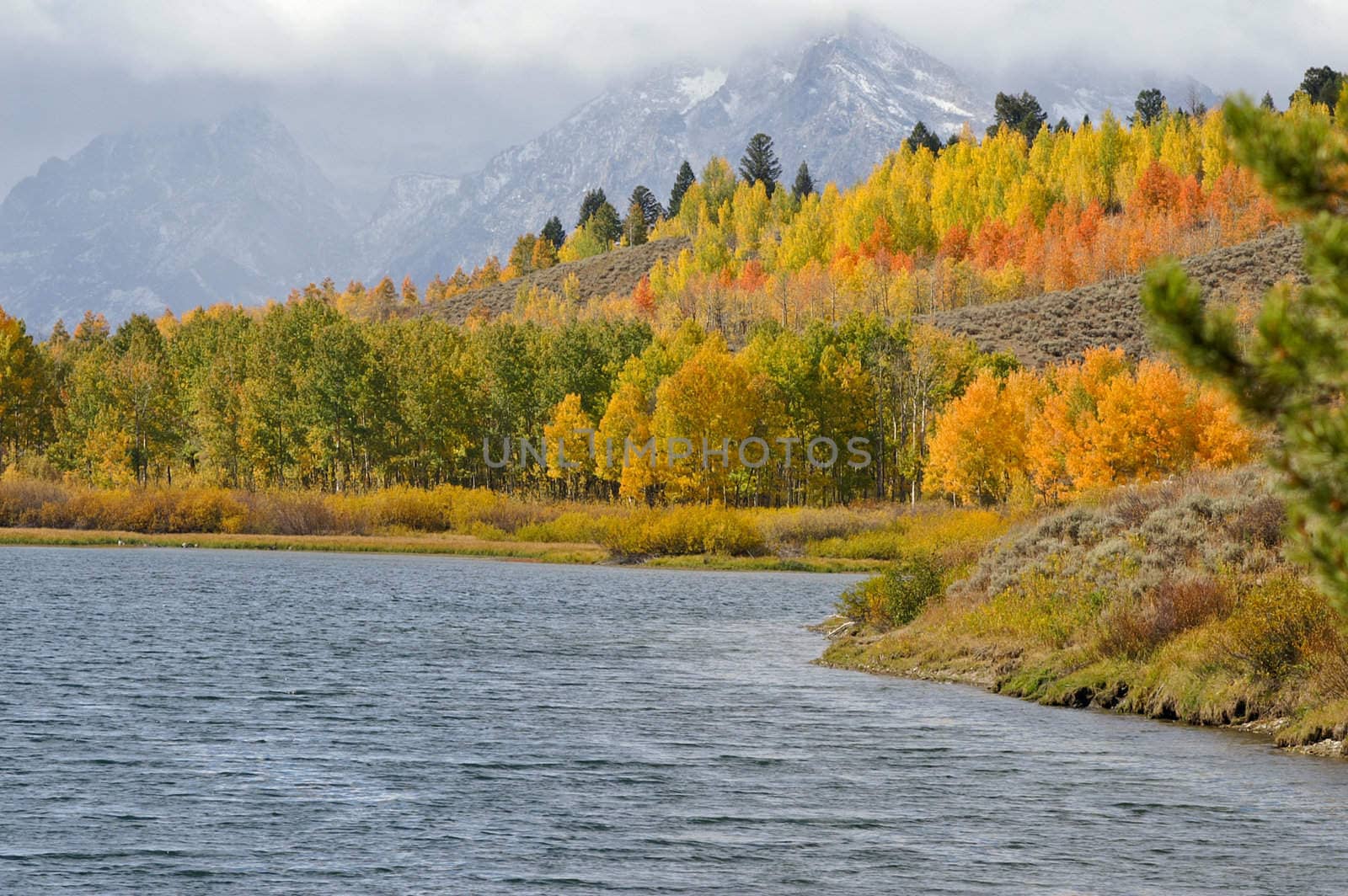 Trees turning colors at Oxbow Bend Grand Tetons