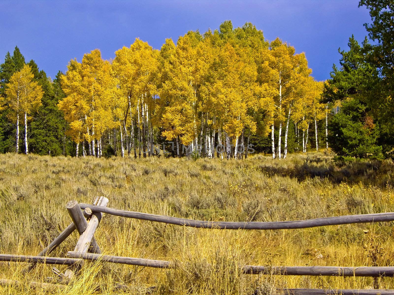 Yellow aspens in Fall with jakeleg fence in foreground