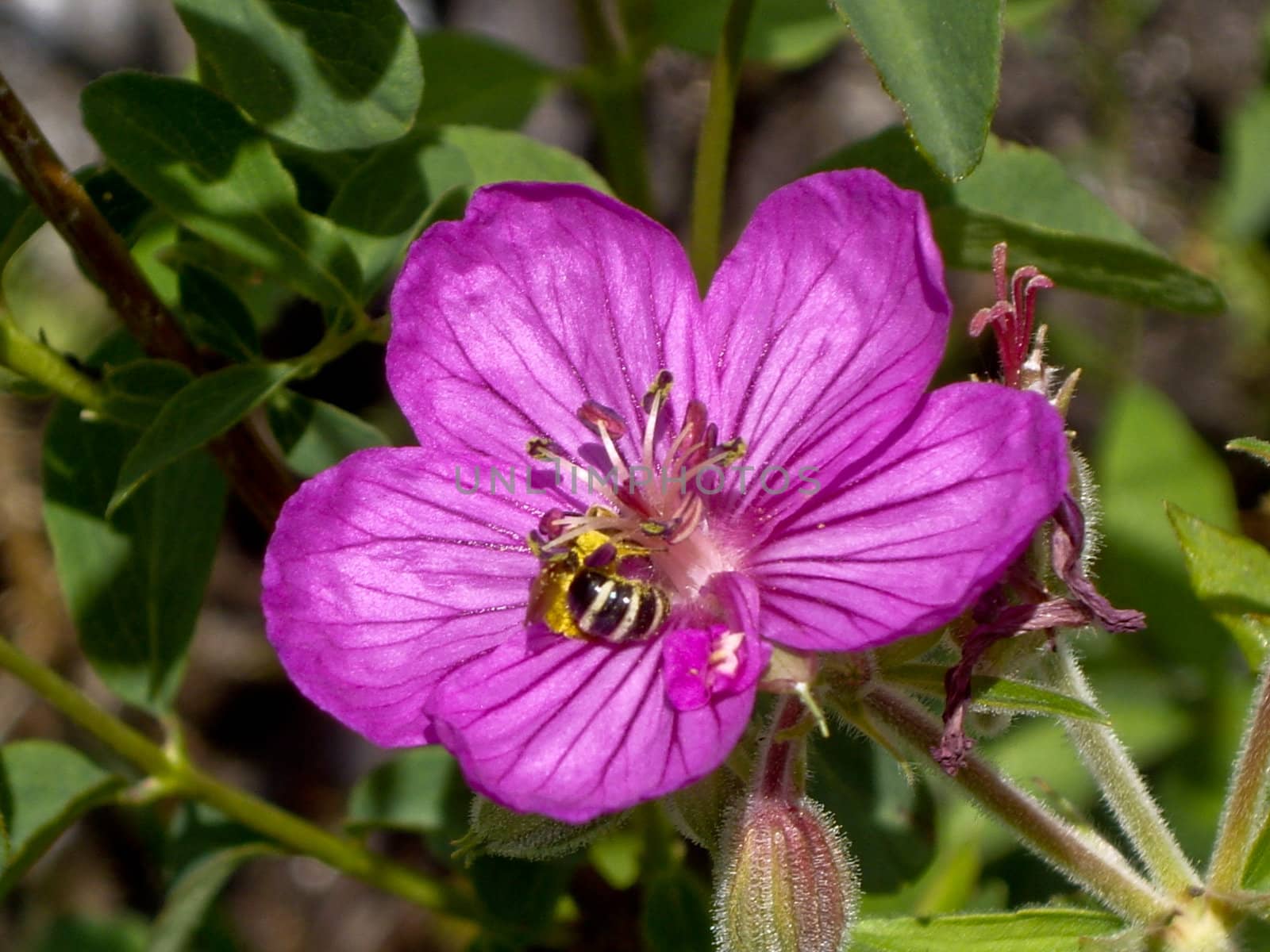 Bee helps pollenate purple wildflower