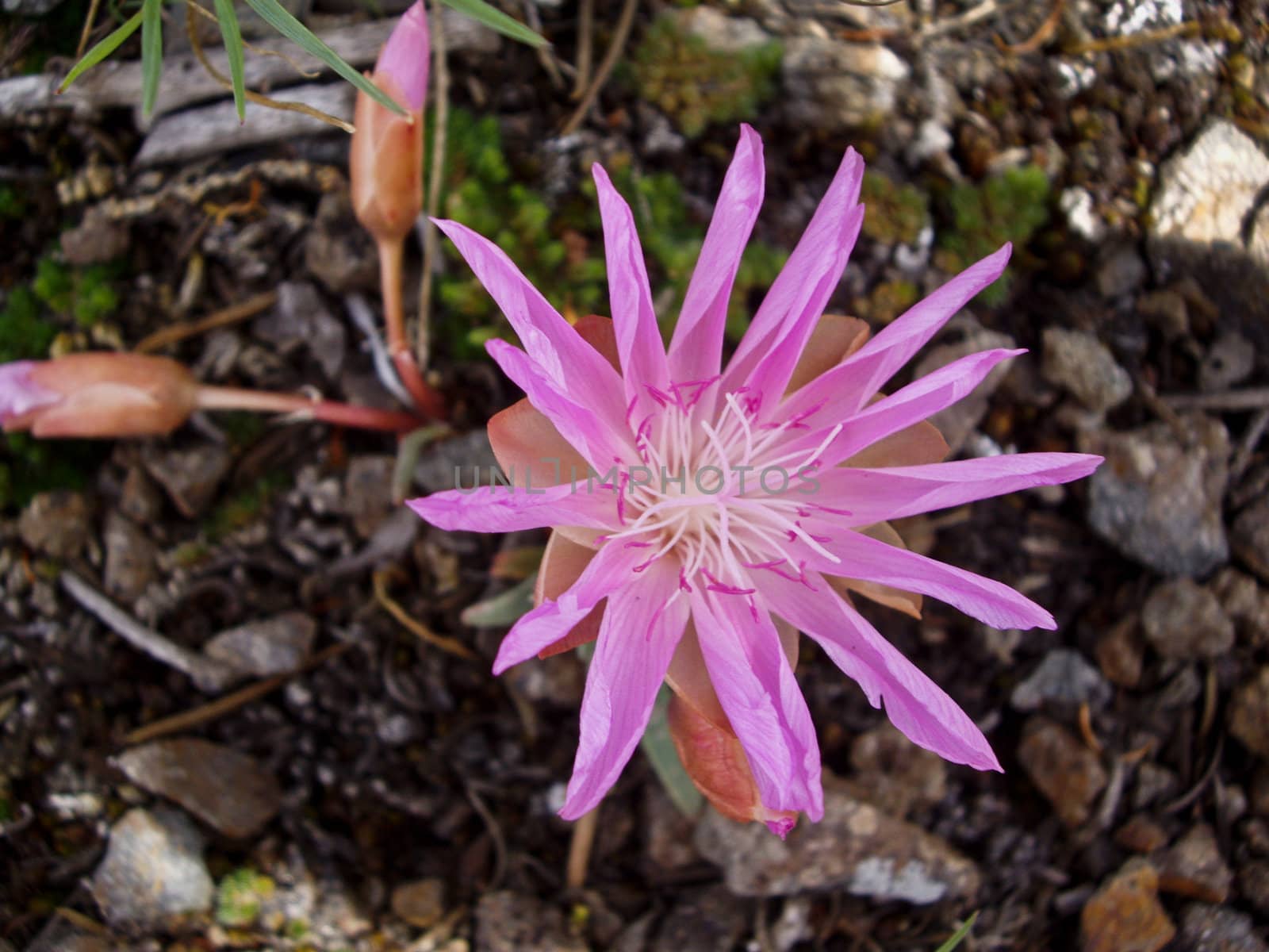 Pink flower blooms for short time in Yellowstone Spring