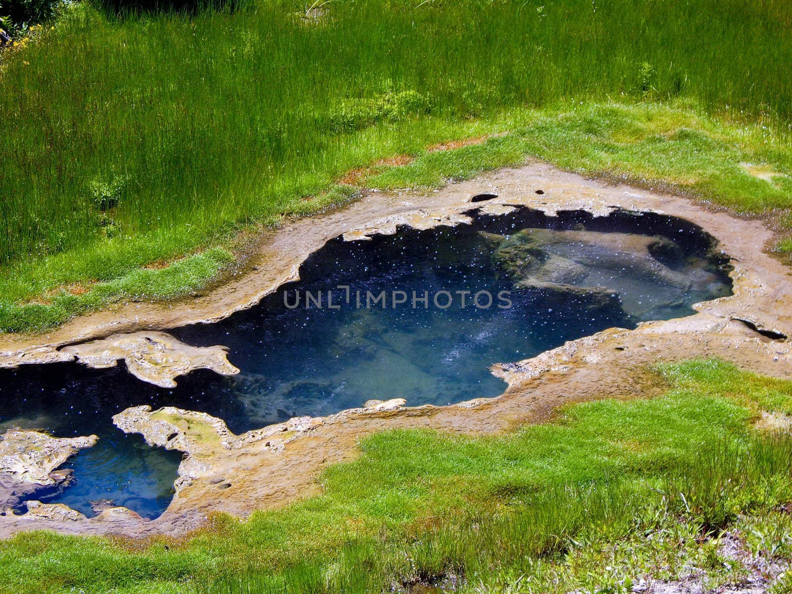 Geothermal pool among reeds at Yellowstone