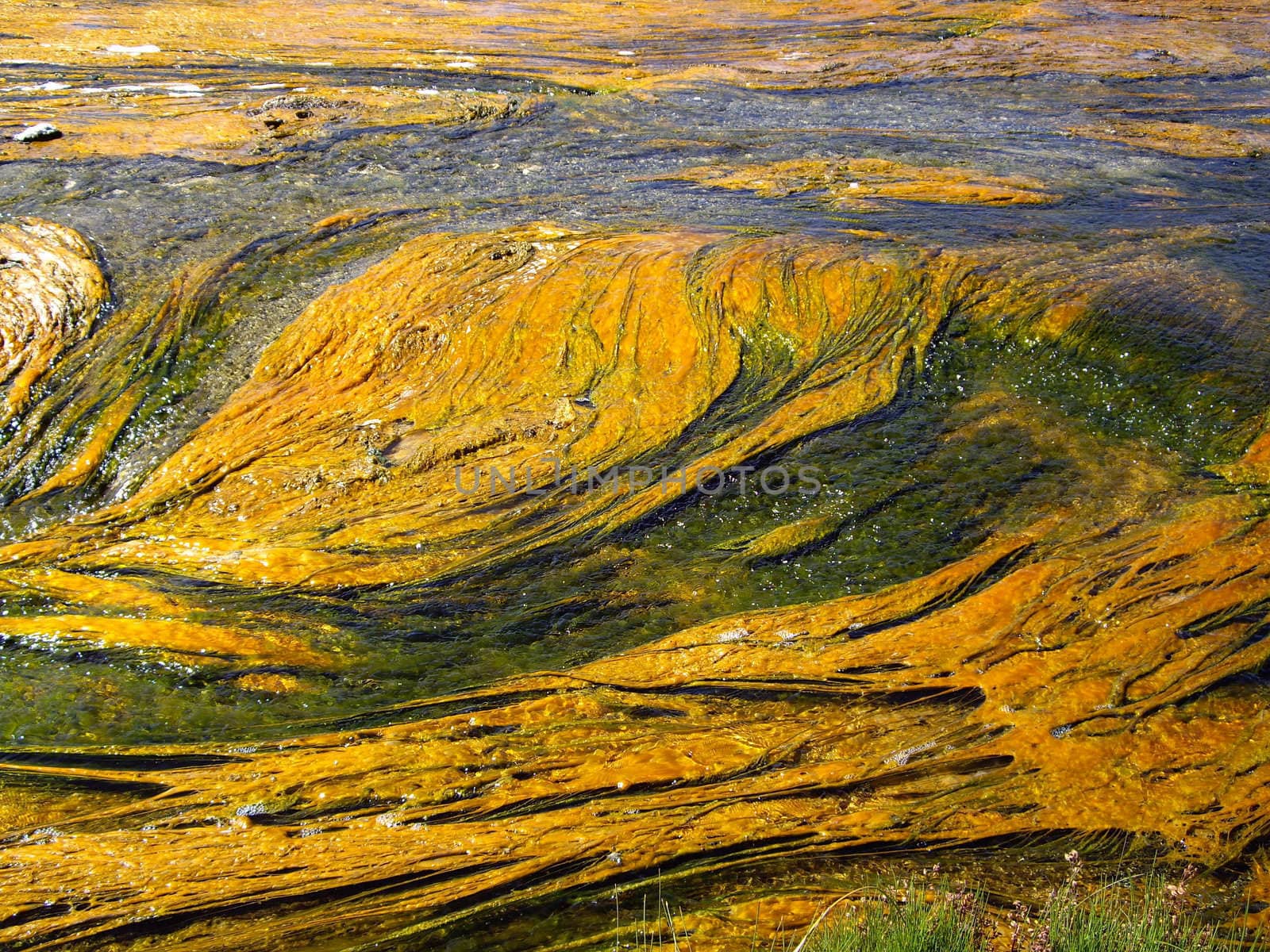 Colorful algae floats on geothermal stream in Yellowstone USA