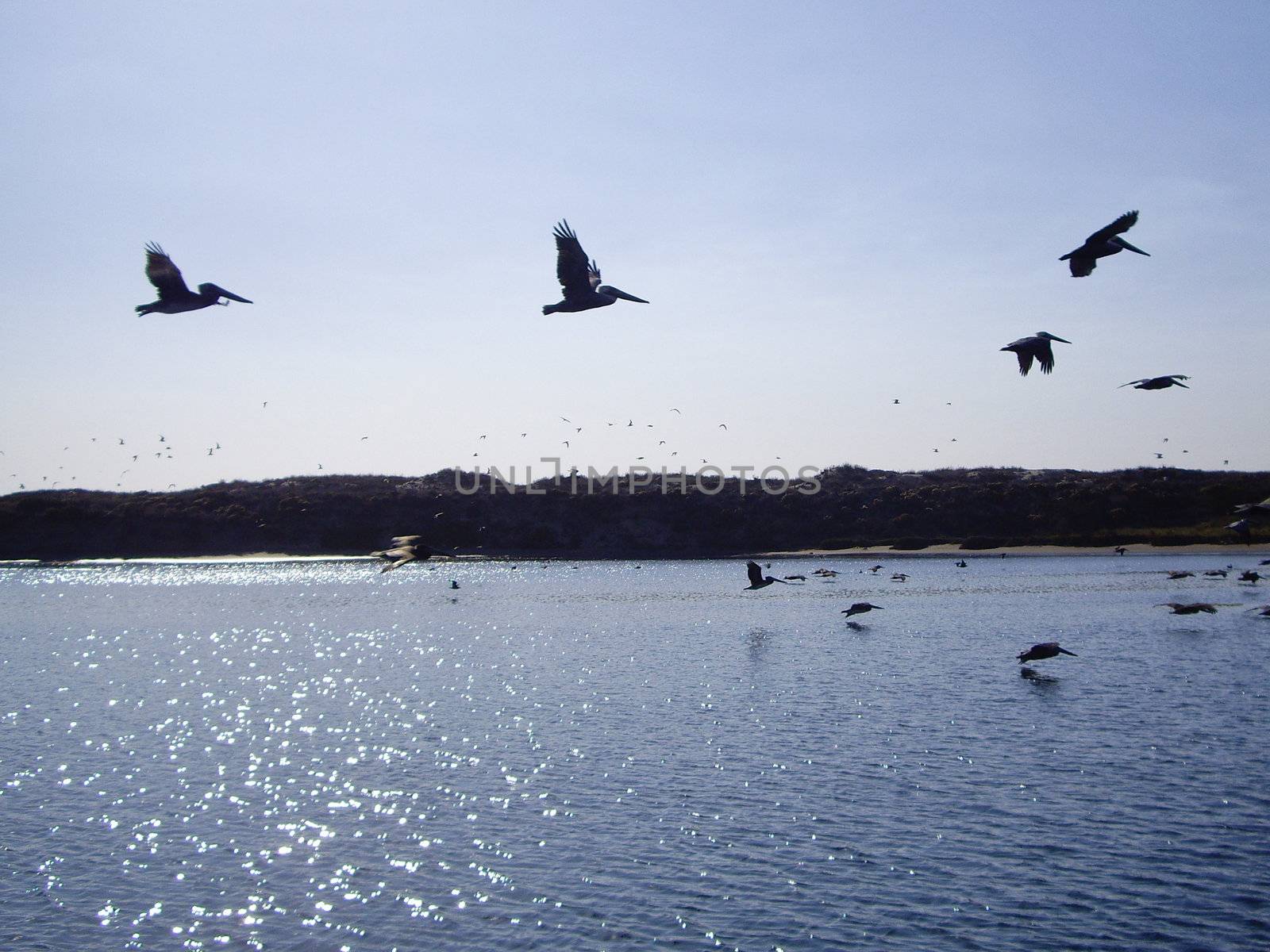 Pelicans at Dusk by emattil