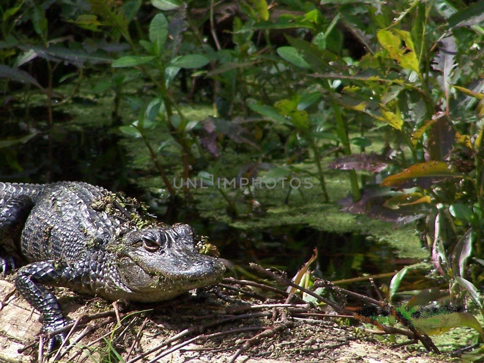 This 4 ft. alligator came up creeping out of the water as if to defend his spot.