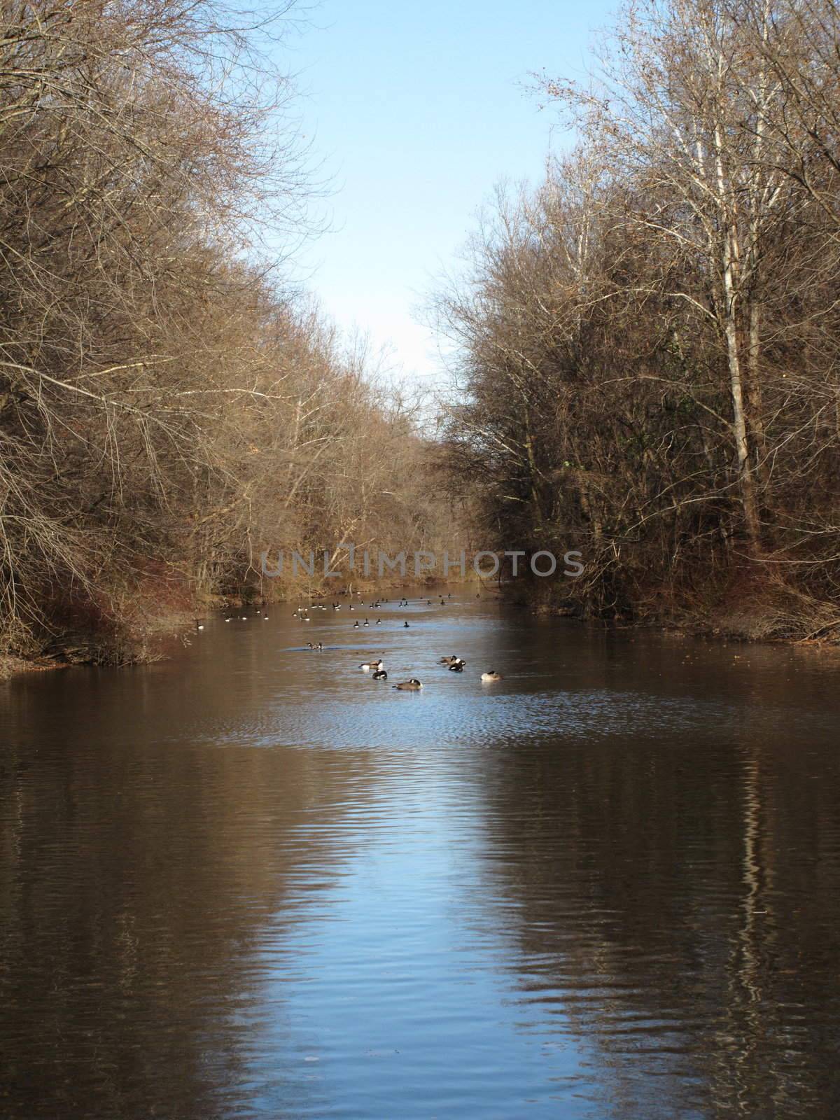 Canadian Geese on River by Ffooter
