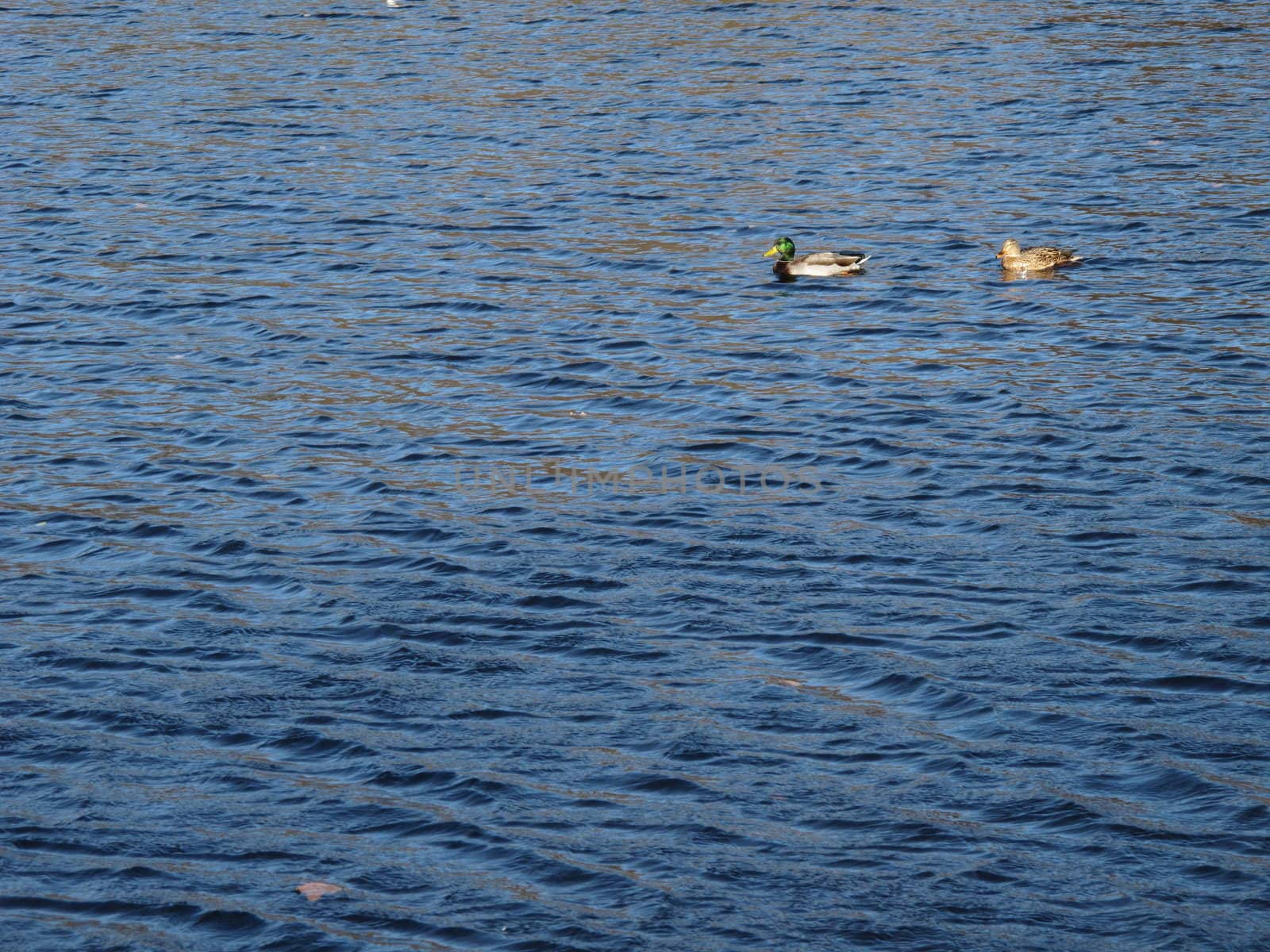 Wild ducks line up for a swim
