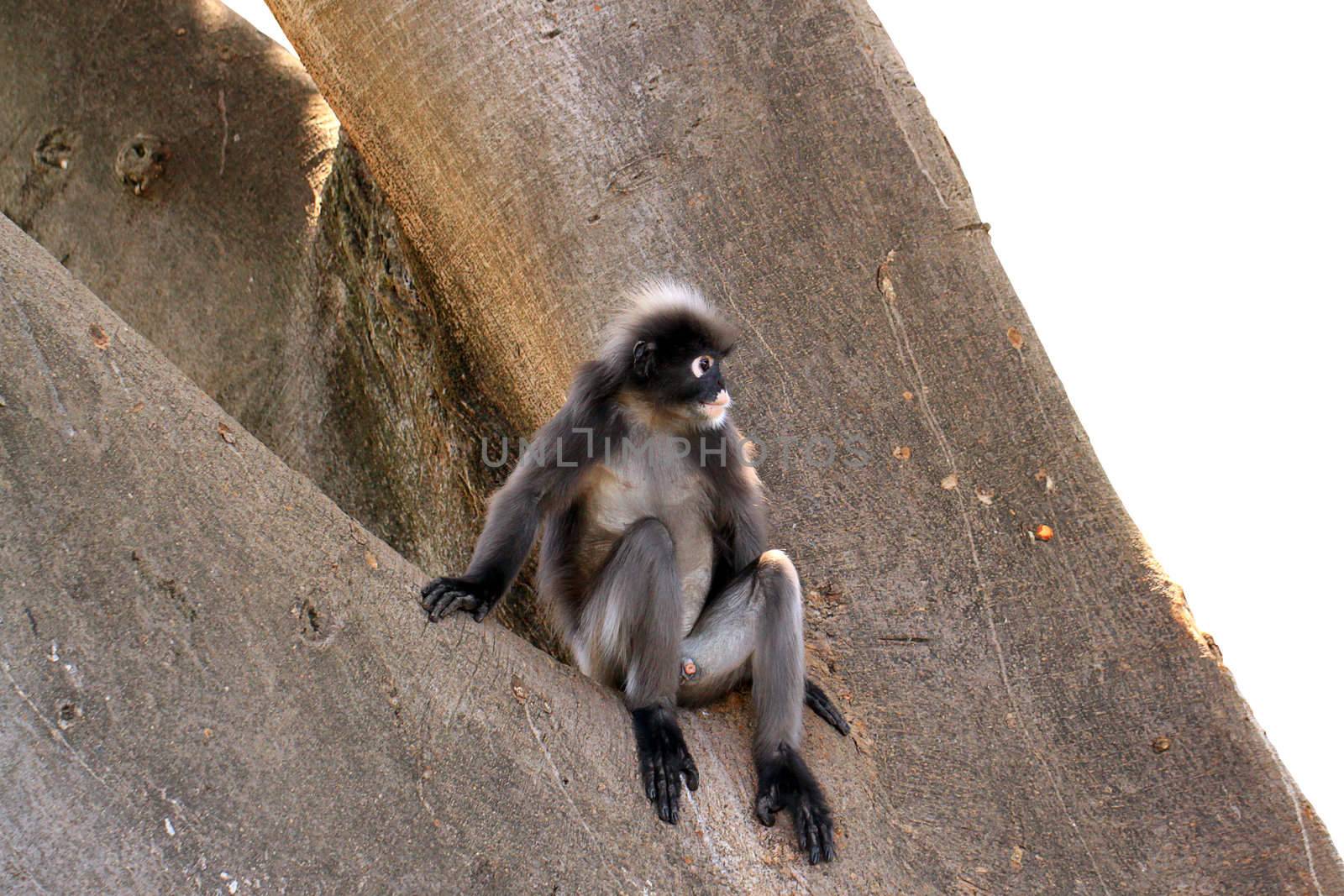 Dusky Leaf Monkey - Semnopithecus obscurus - sitting in a Morton Bay Fig Tree