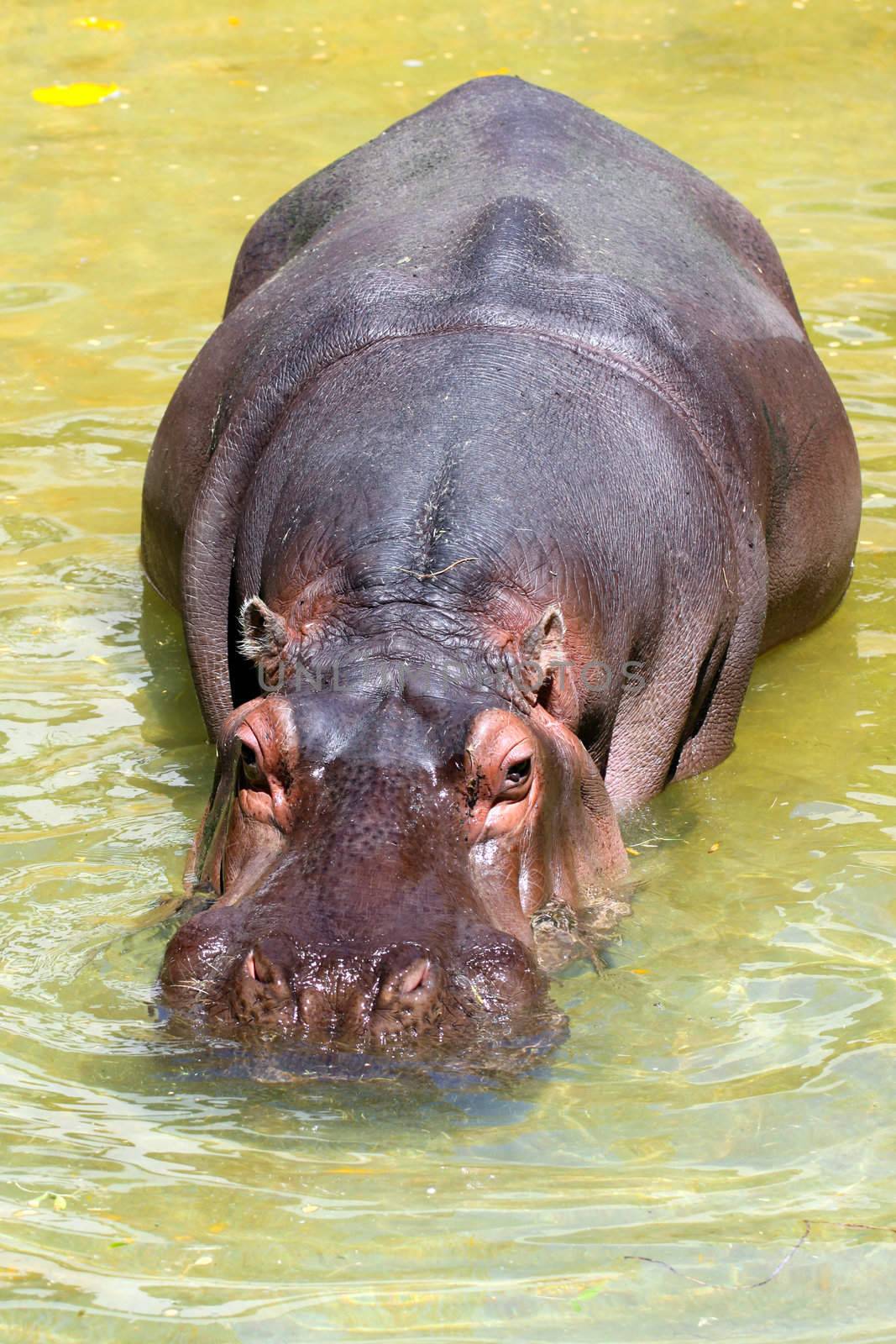 Hippopotomus Amphibius. Adelaide Zoo, Adelaide, Australia