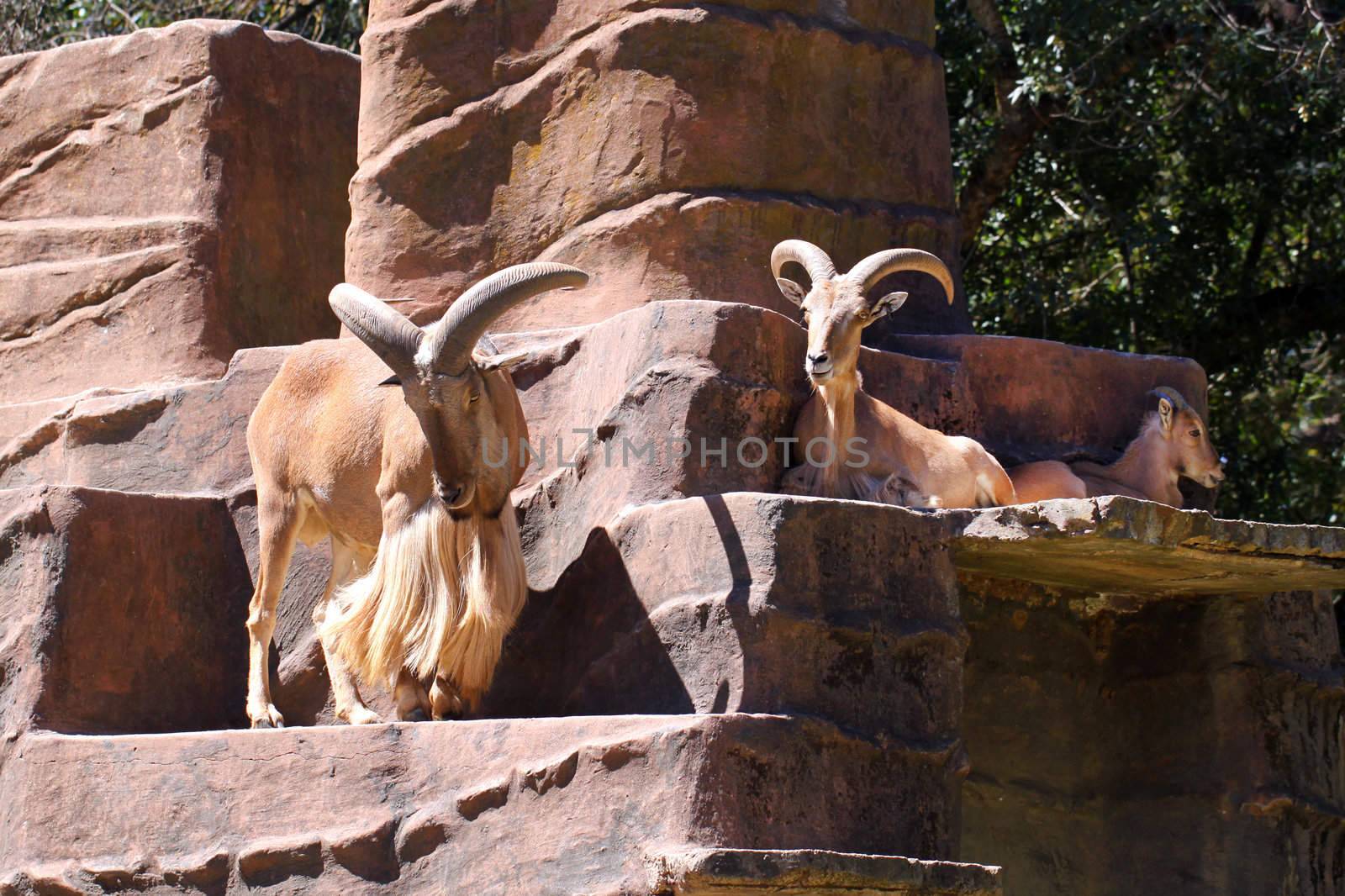 Three Barbary Sheep - Ammotragus lervia - One Male Standing and Two Females Resting