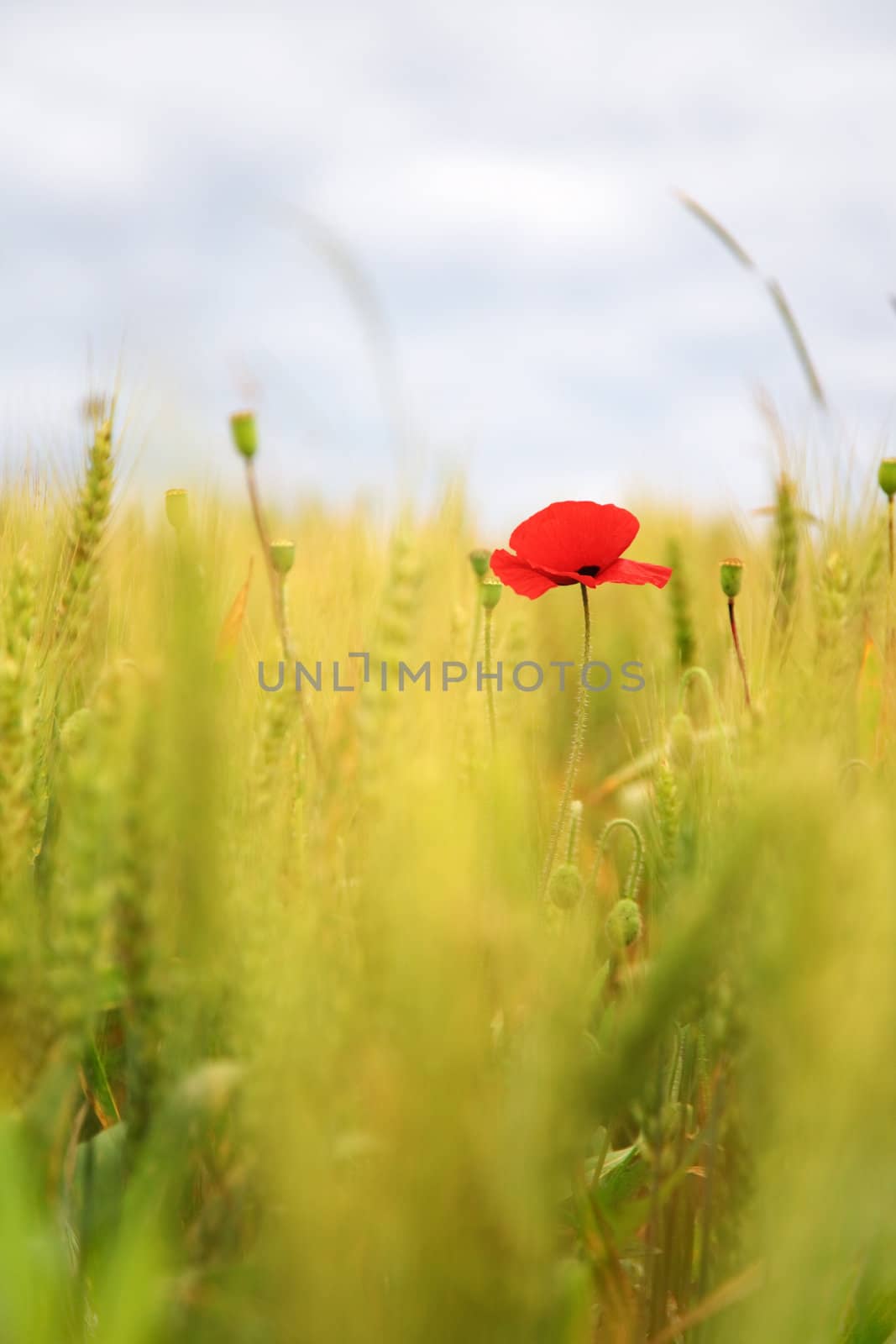 Poppy in a wheatfield, swallow depth of field