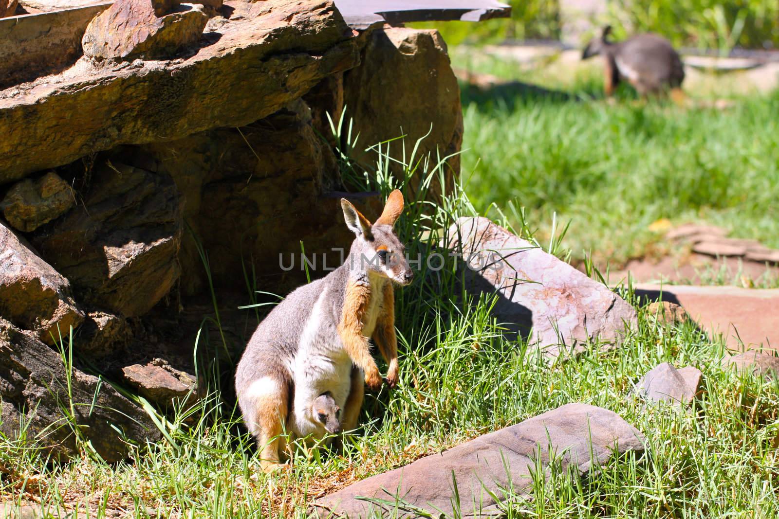 Yellow-Footed Rock-Wallaby with Joey - Petrogale xanthopus by Cloudia