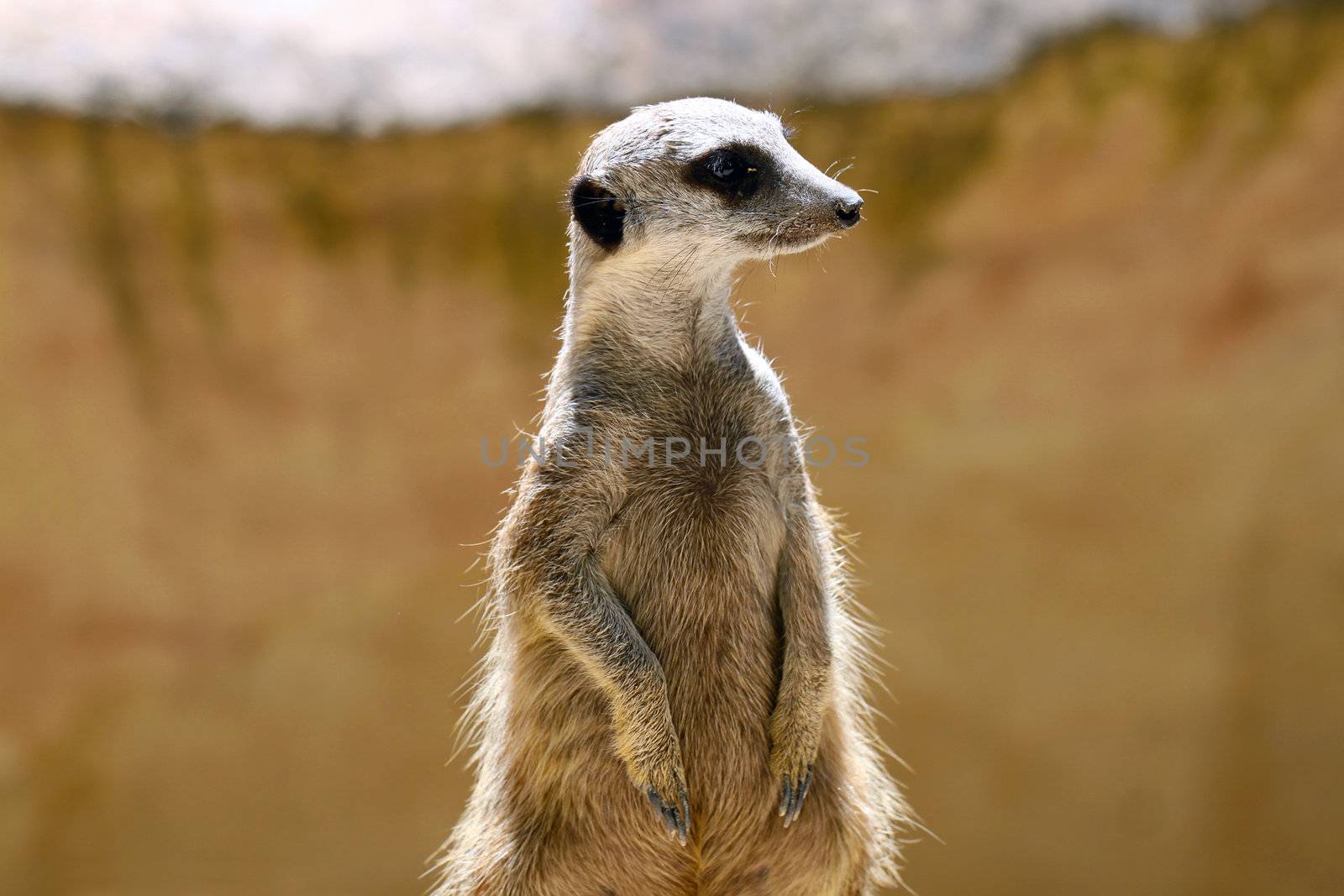 Meerkat (Surikate) standing upright as Sentry - Suricata suricat by Cloudia