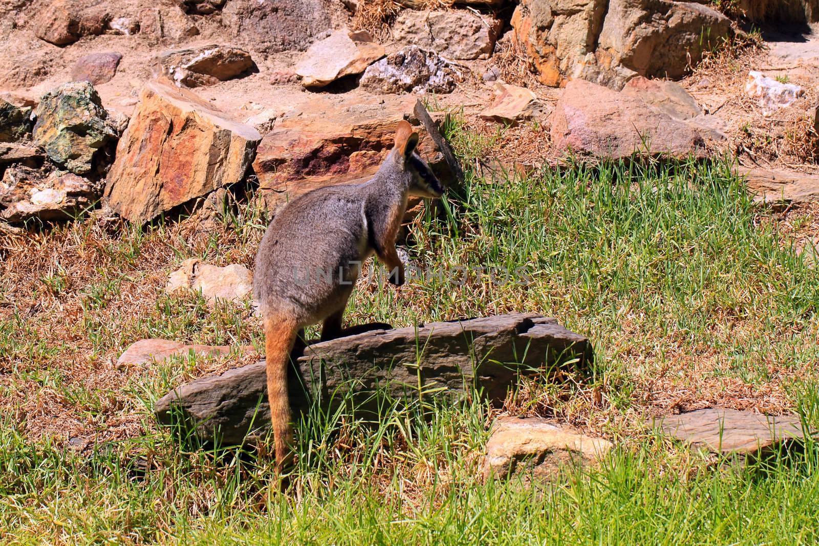 Yellow-Footed Rock-Wallaby - Petrogale xanthopus by Cloudia