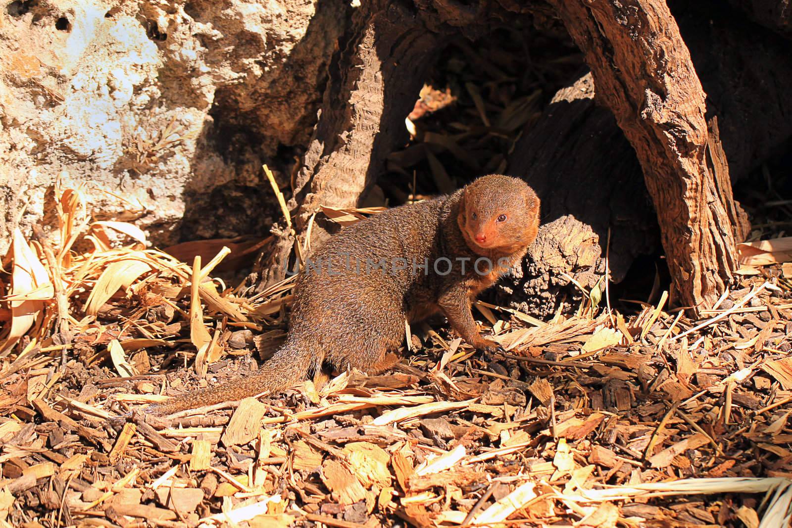 Dwarf Mongoose - Helogale parvula by Cloudia