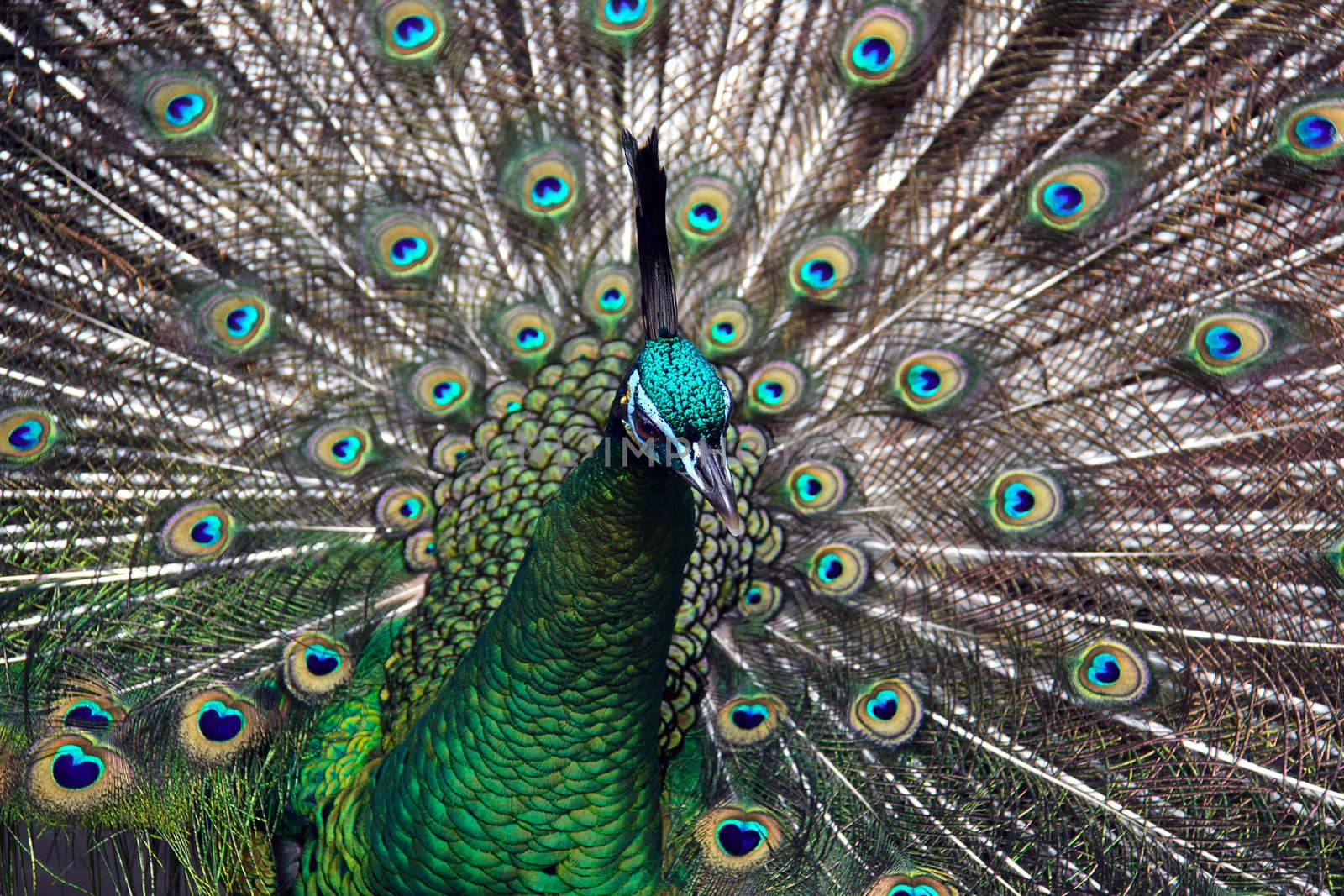 Male Green Peafowl (Peacock) - Pavo muticus - from Southeast Asi by Cloudia