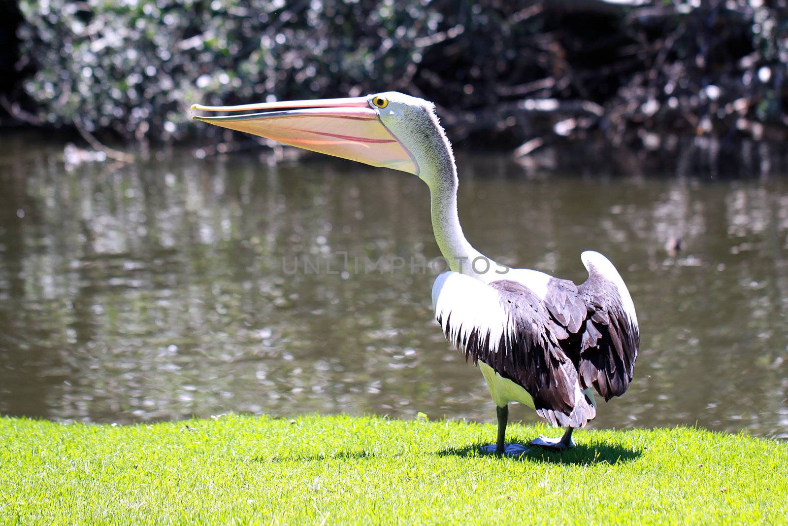 Australian Pelican - Pelecanus Conspicillatus - along the River  by Cloudia
