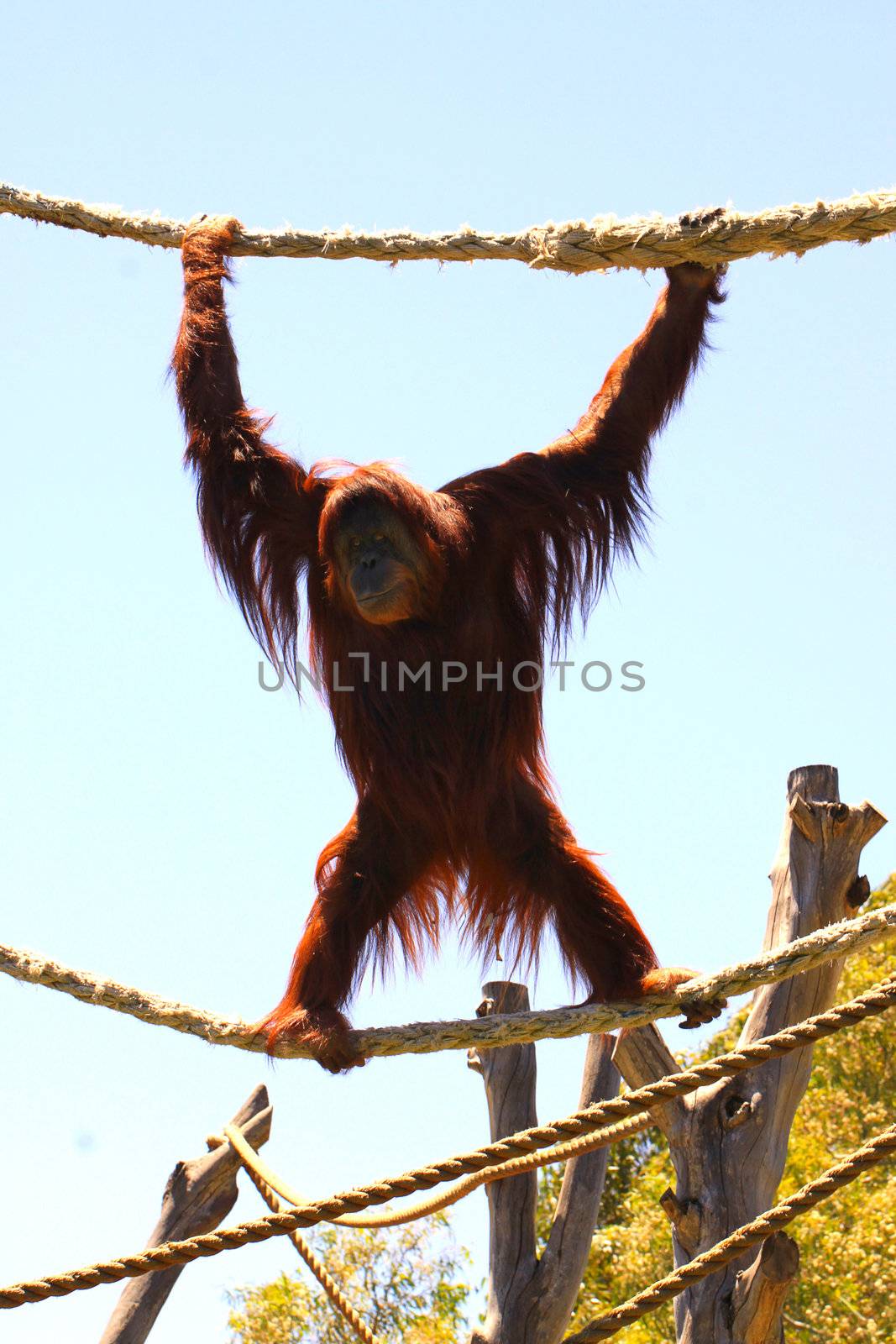 Karta, the Sumatron Orangutan. Adelaide Zoo, Australia