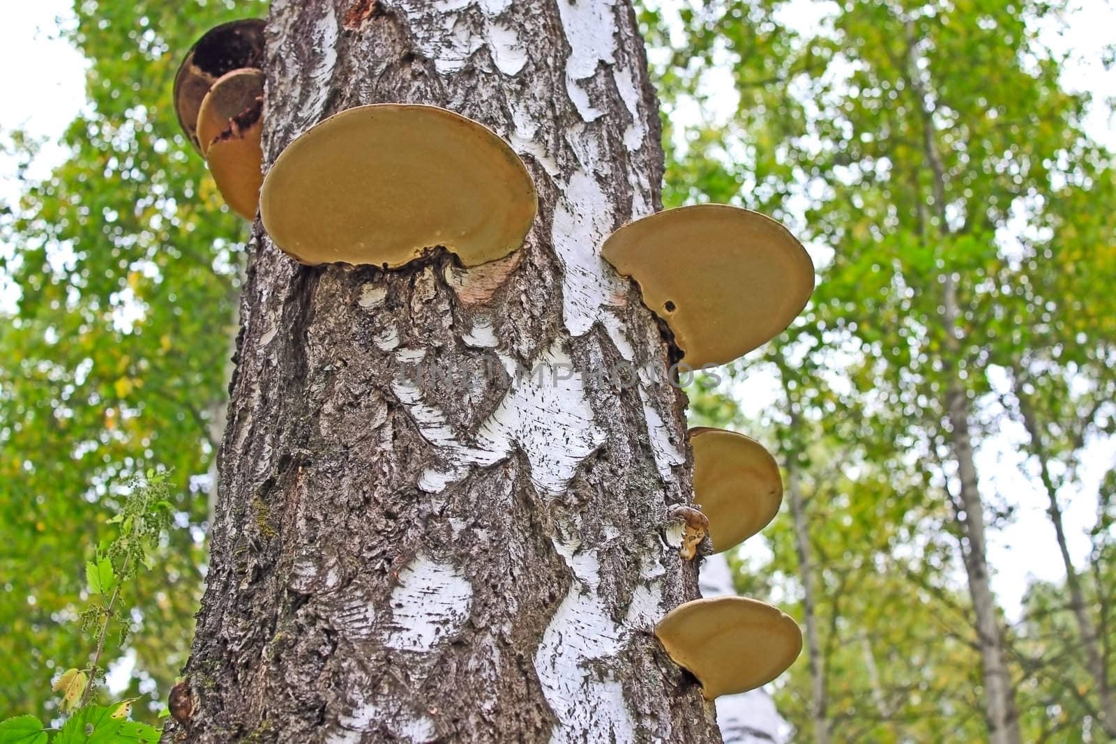 mushrooms on a tree by zhannaprokopeva