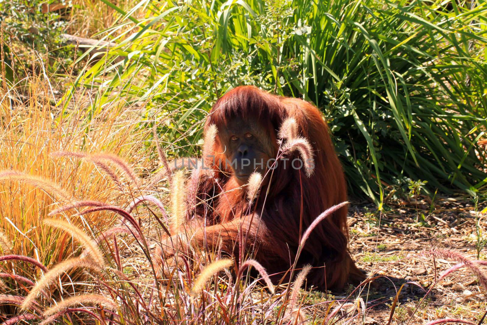 Sumatran Orangutan camouflaged by grasses. Adelaide Zoo, Adelaide, Australia