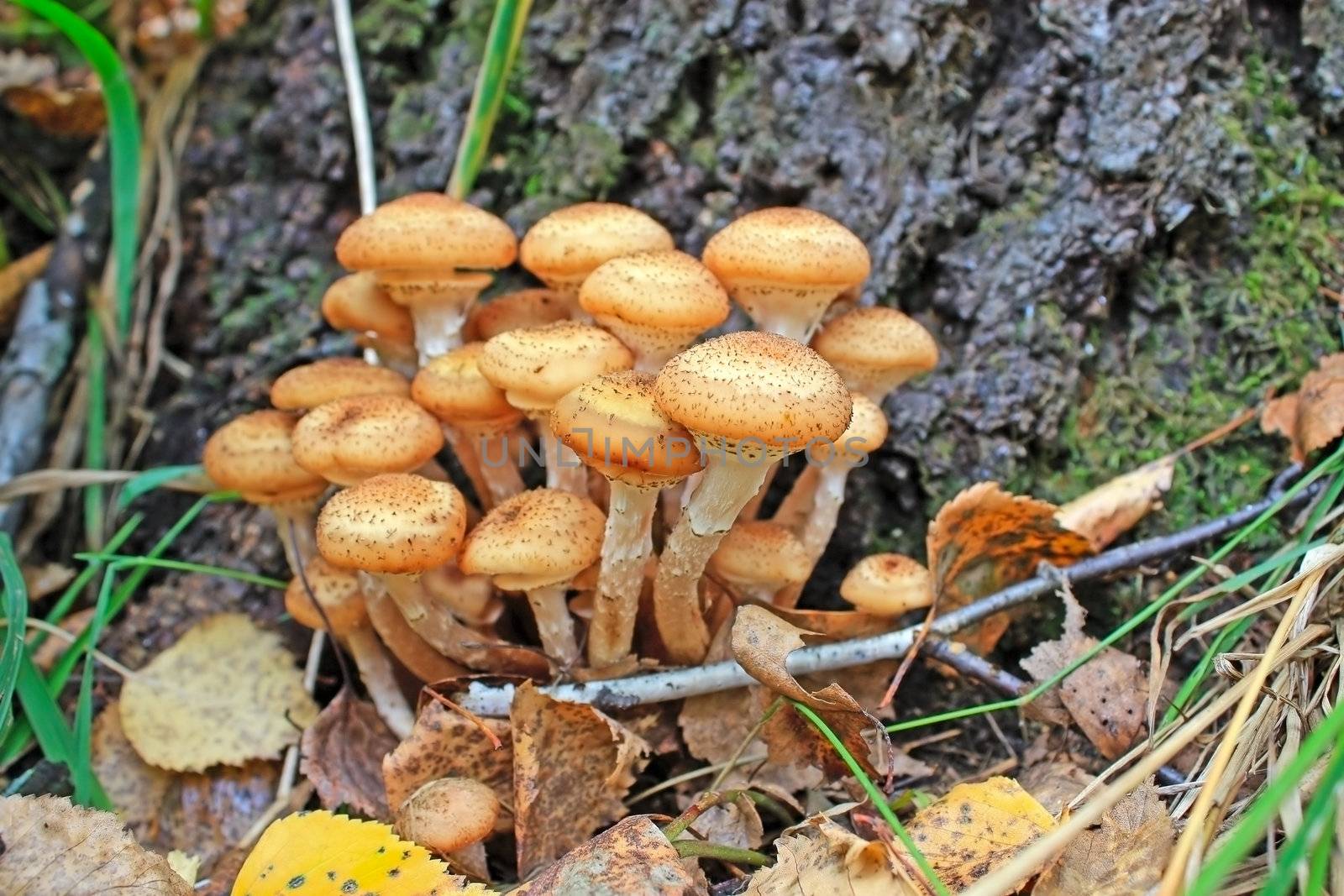 mushrooms by zhannaprokopeva