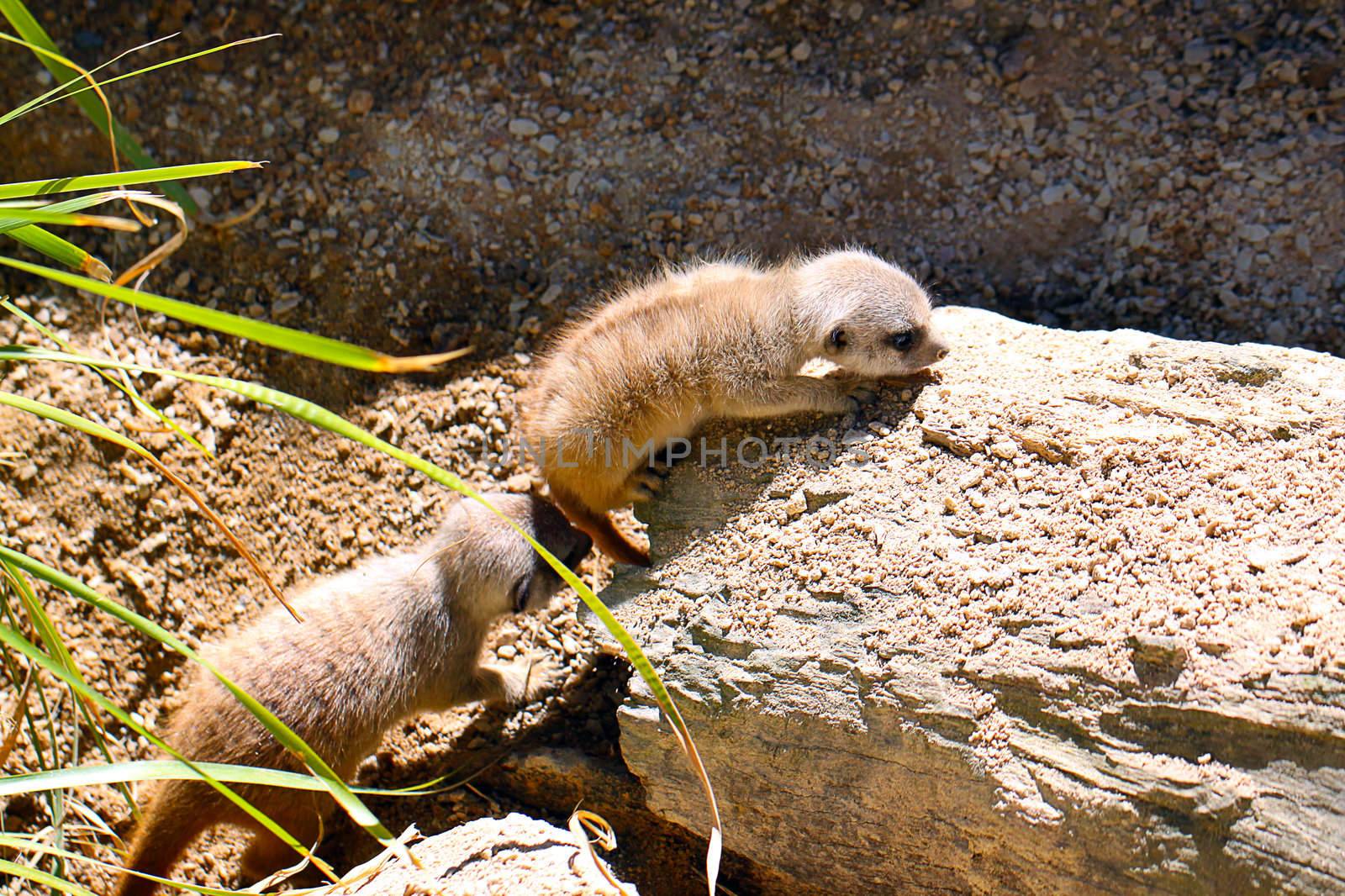 One Month Old Baby Meerkats - Suricata suricatta.  Adelaide Zoo, Adelaide, Australia