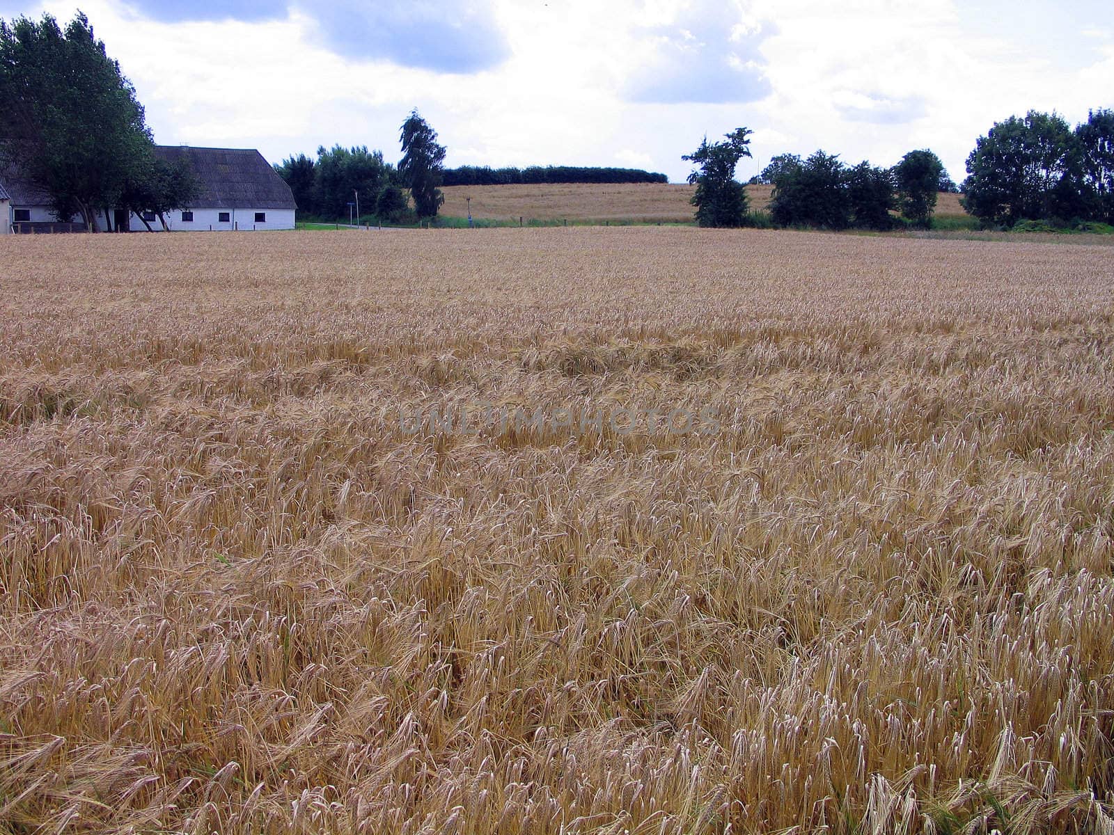 Wheat field landscape in an agriculture farm