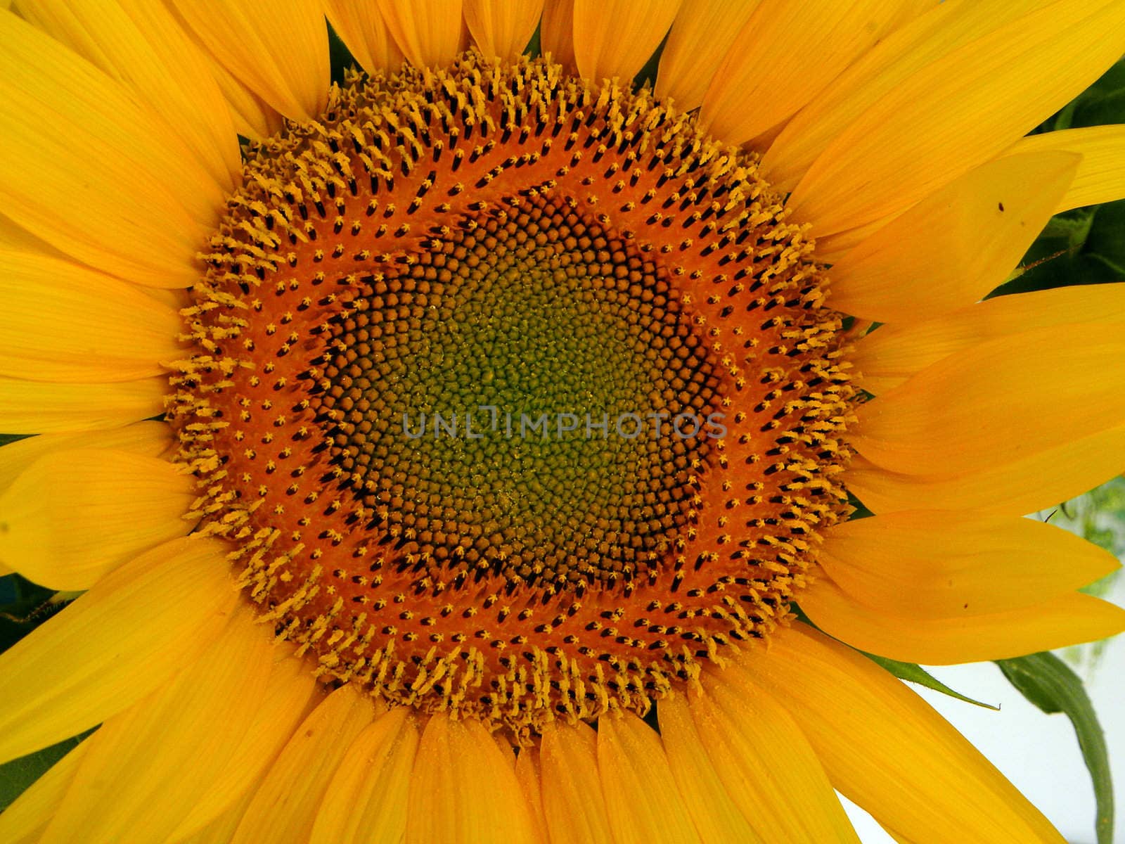 close up of a sunflower in full bloom