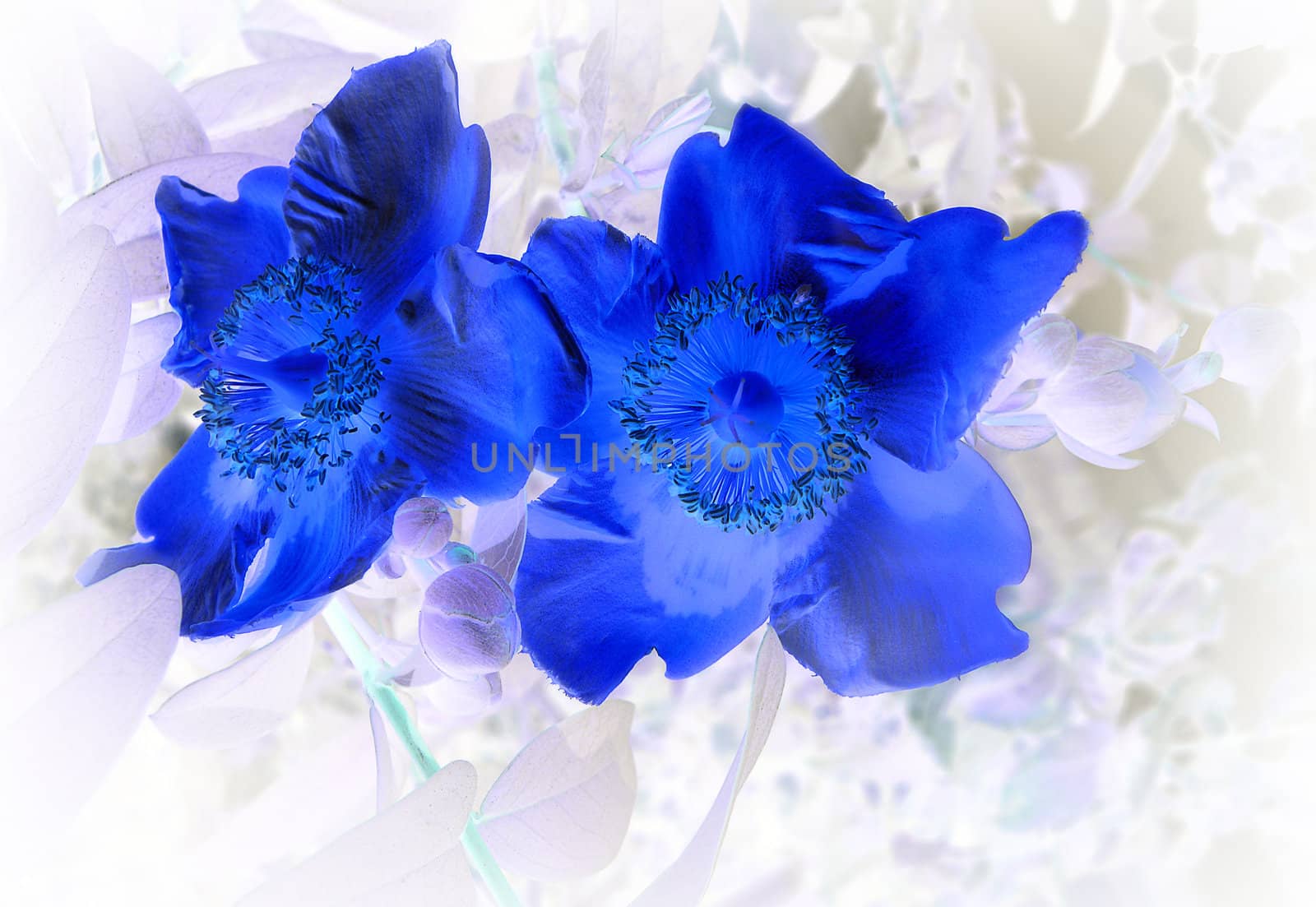 composition of flowers that seem to jump out of the negative photo