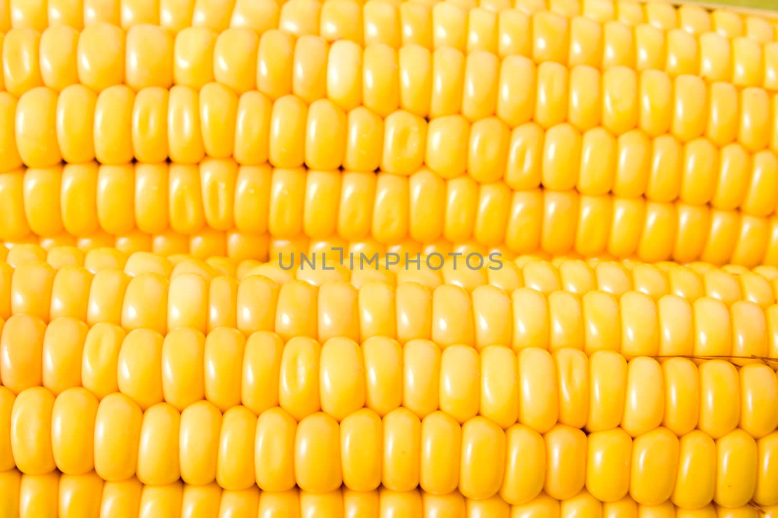 Close up of grains on maize.