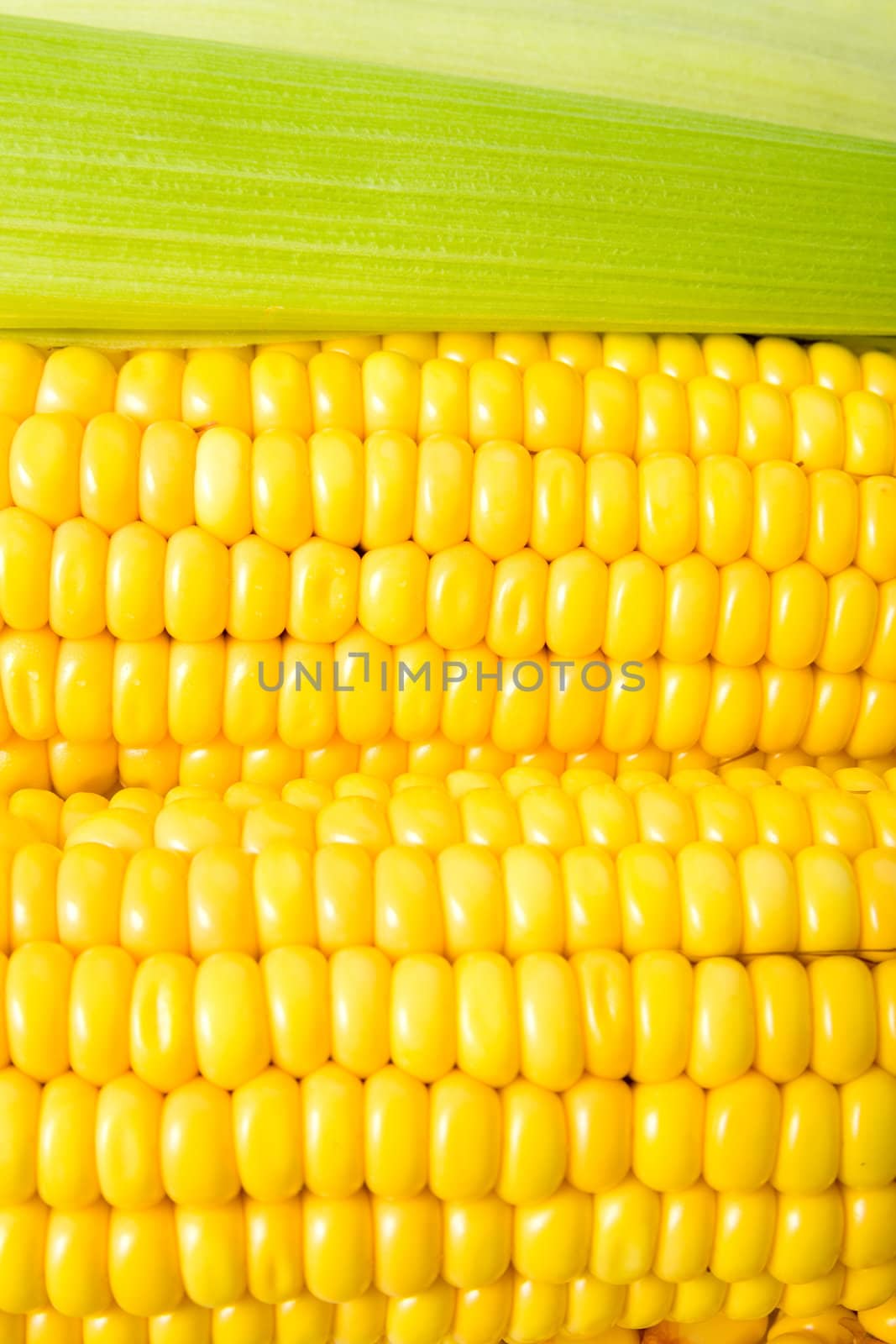 Close up of grains on maize.