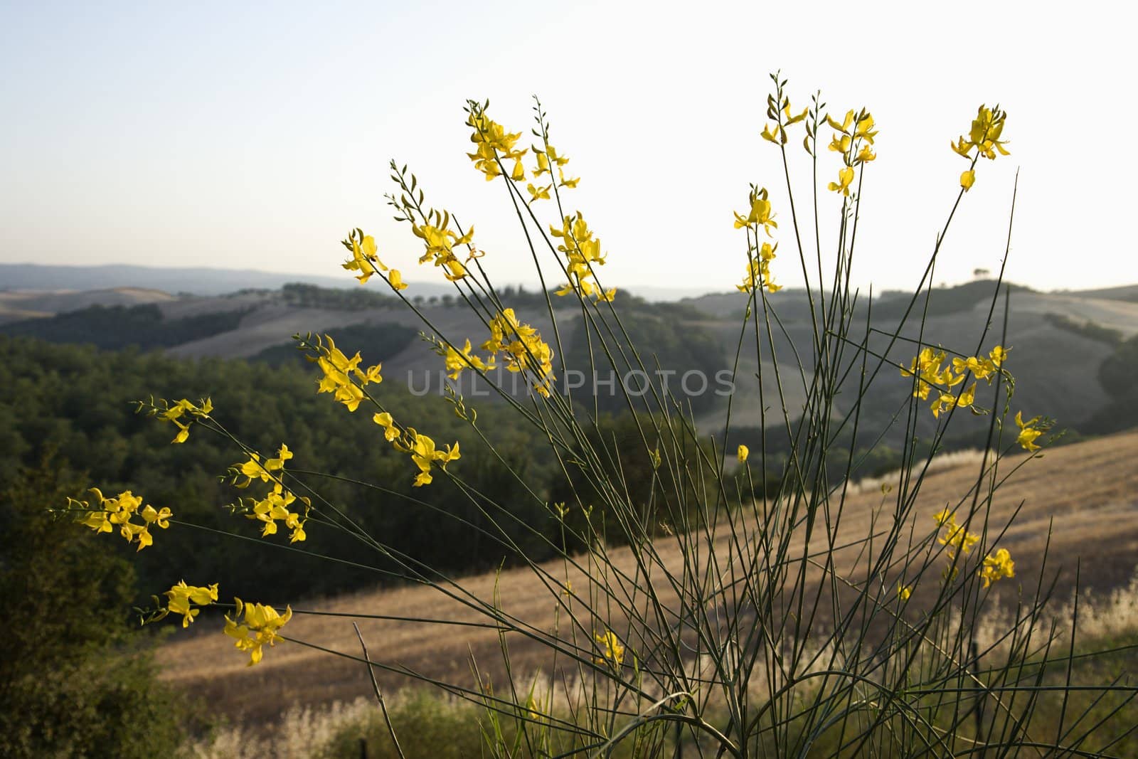 Yellow wildflower growing on hillside in Tuscany, Italy.