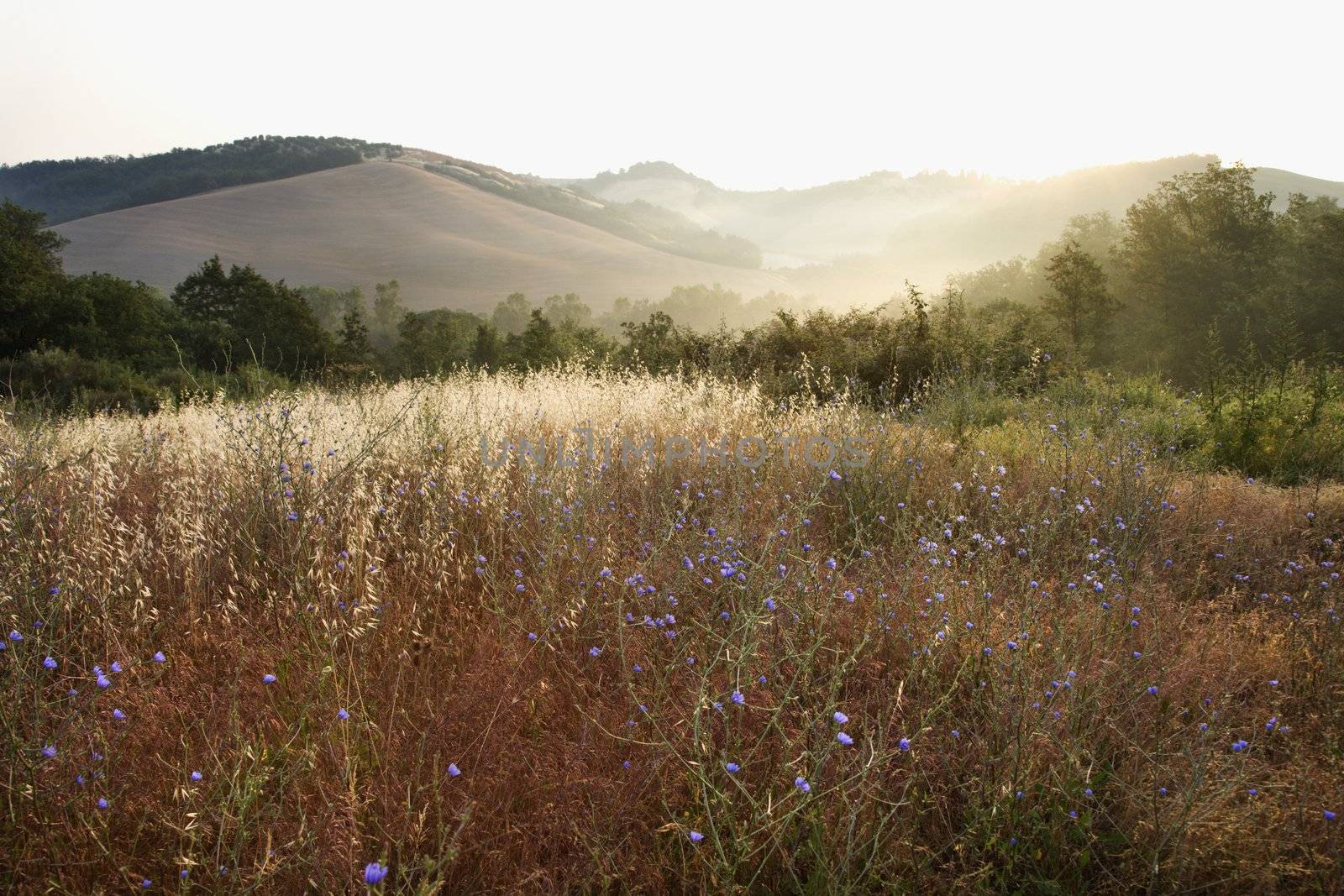 Field of chicory wildflowers and rolling hills in Tuscany, Italy.