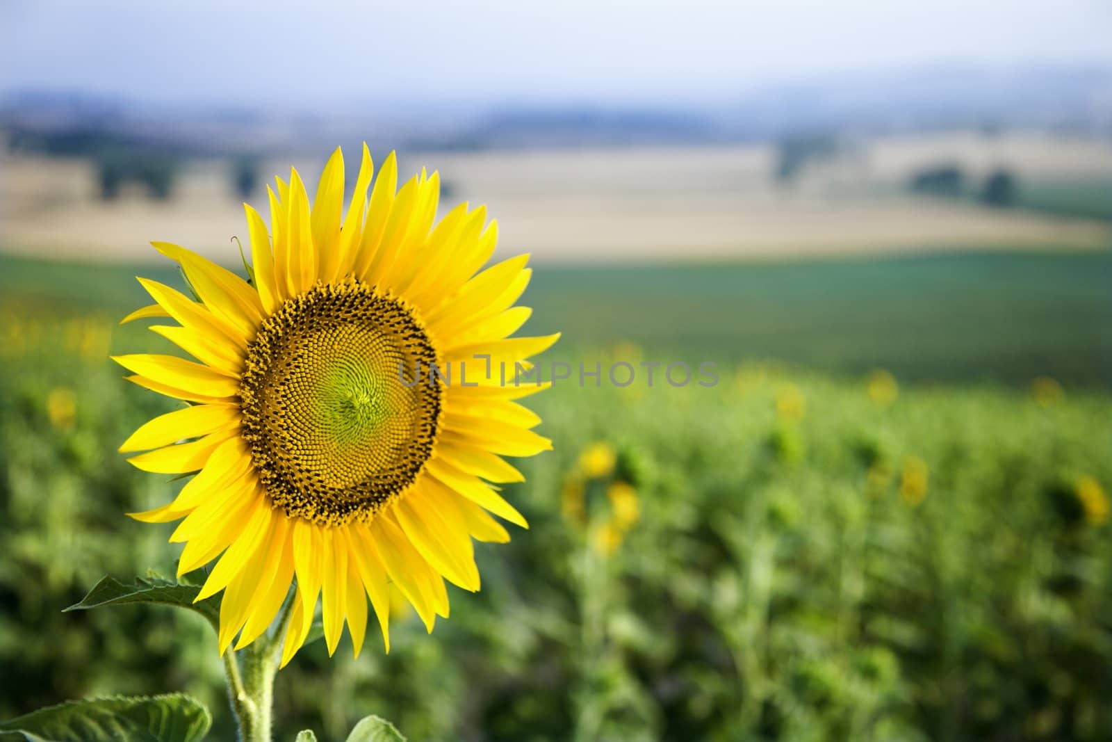 Sunflower field, Tuscany. by iofoto