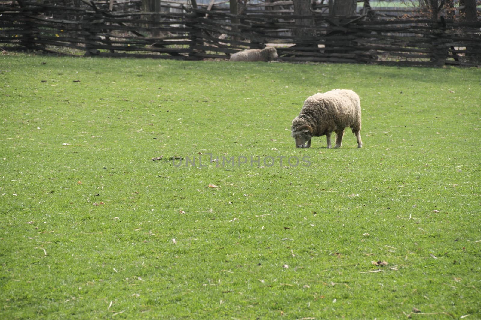 A grazing sheep in a green feild with a fence in the background.