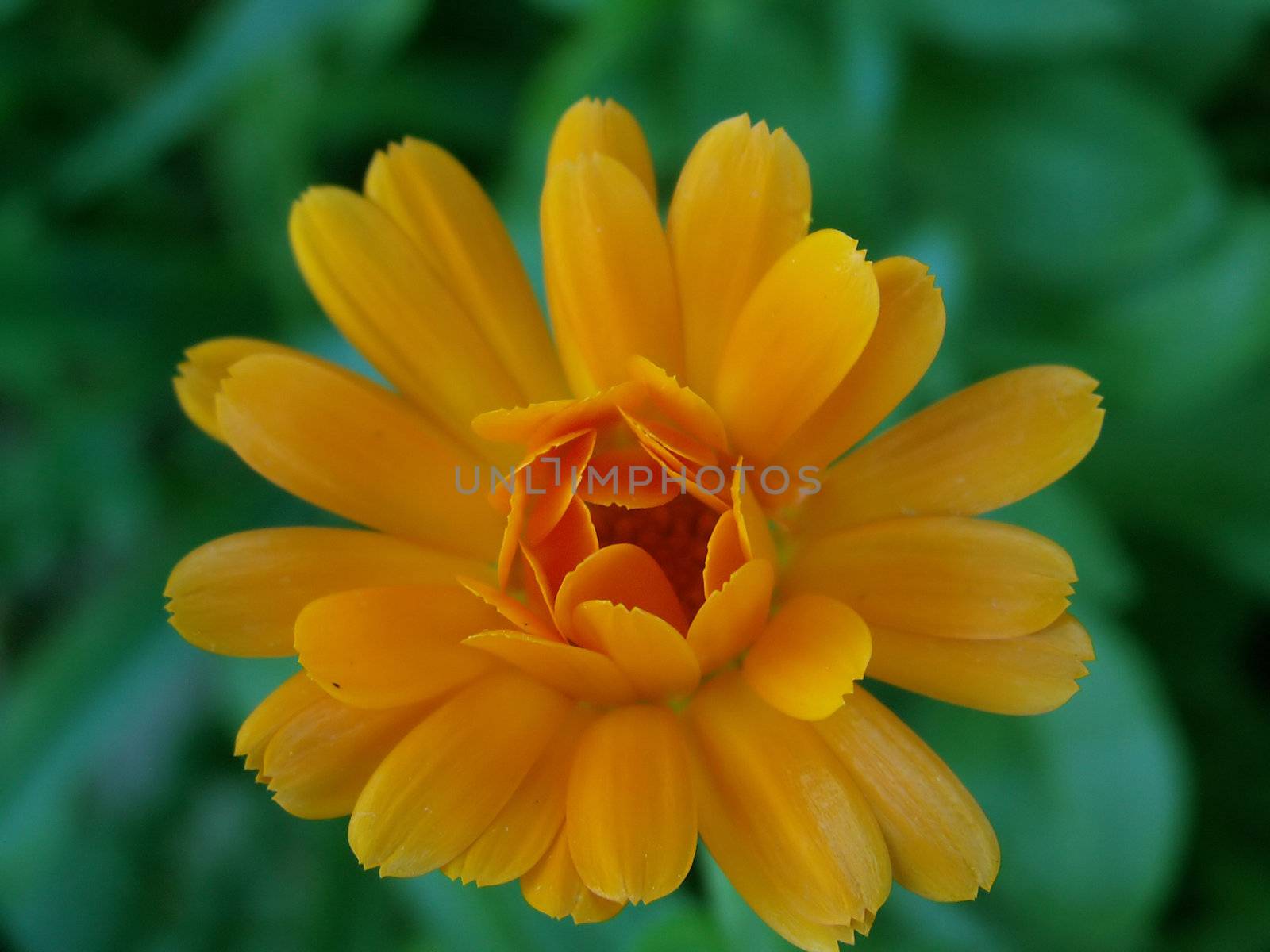 detail of a marigold