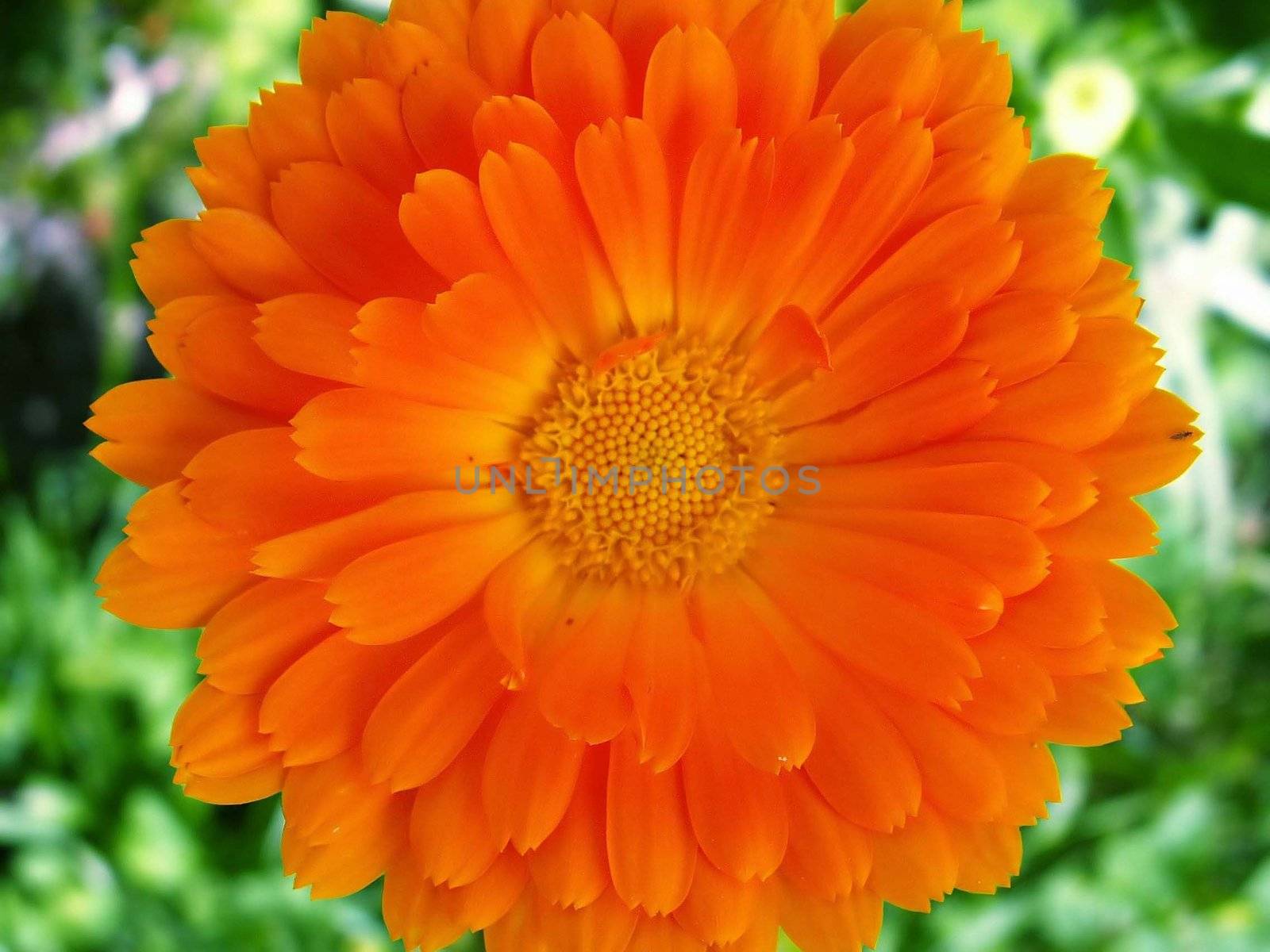 marigold -Calendula officinalis by sarkao