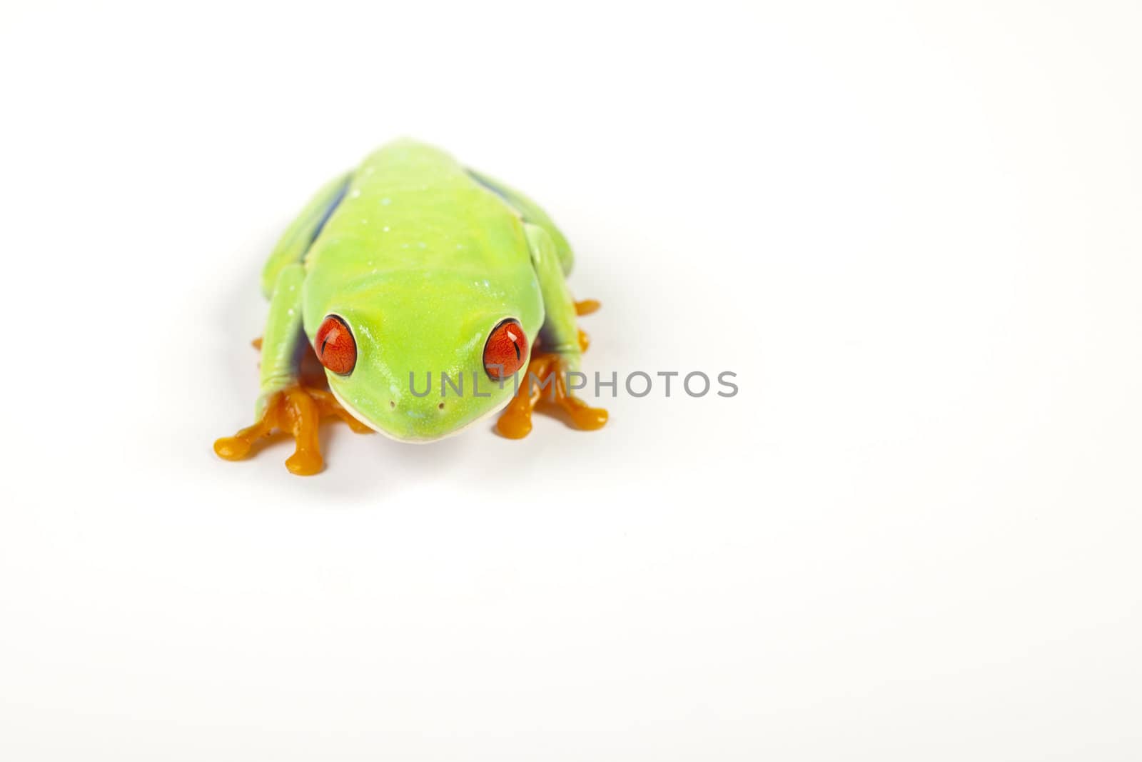 Red eyed tree frog sitting on white background