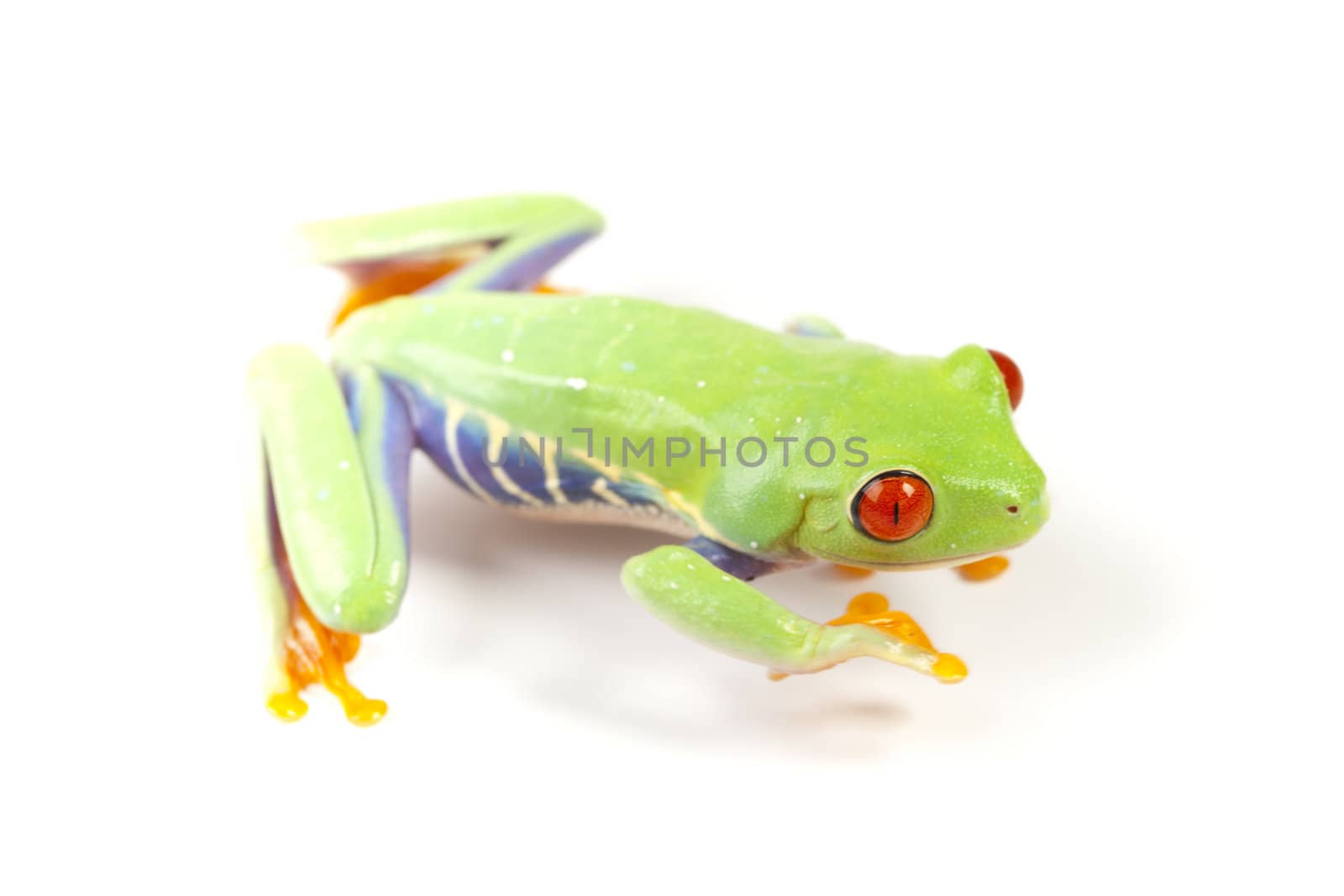 Red eyed tree frog sitting on white background