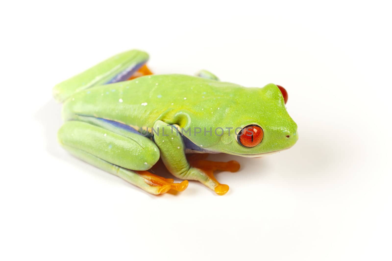 Red eyed tree frog sitting on white background