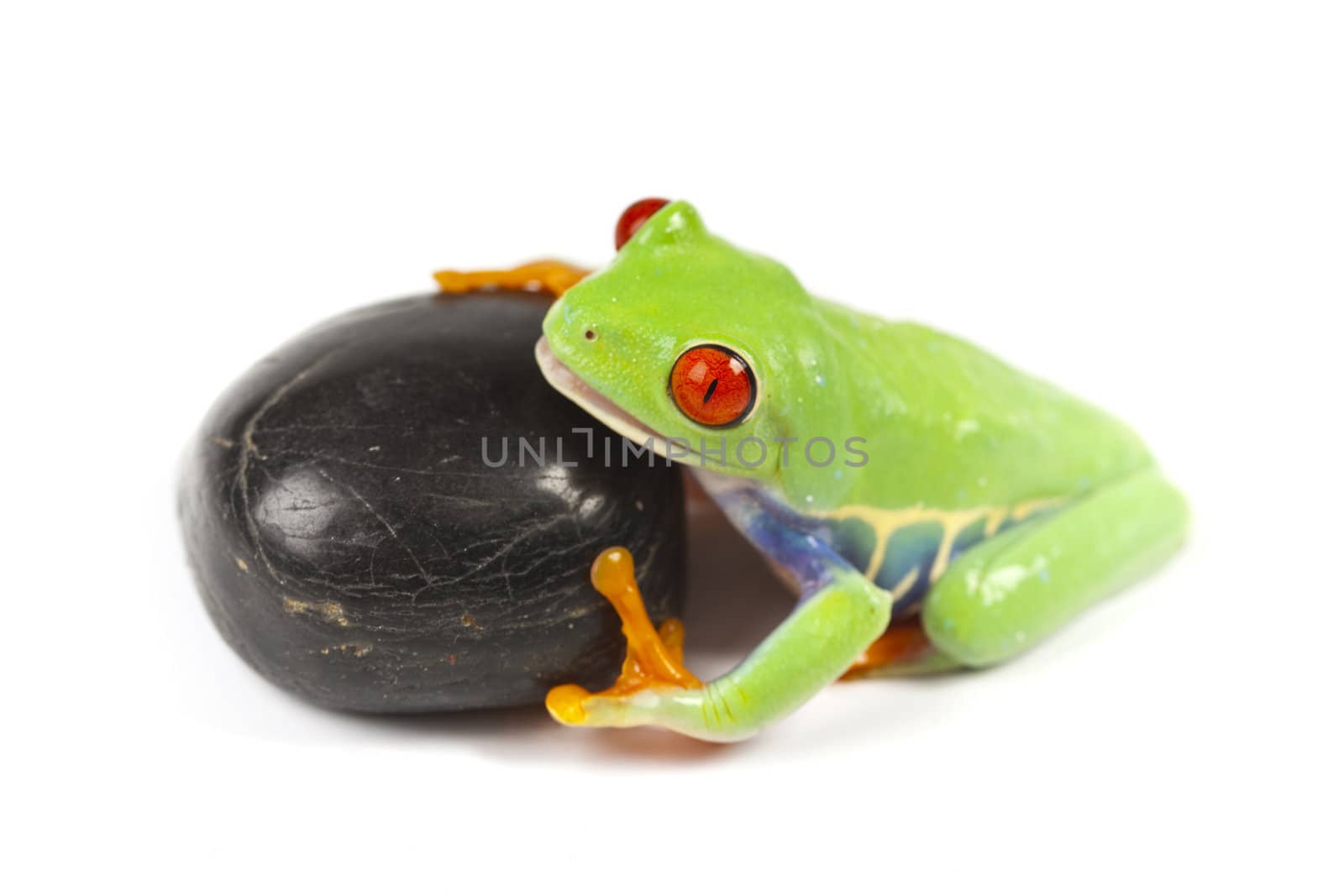 Red eyed tree frog by shiffti