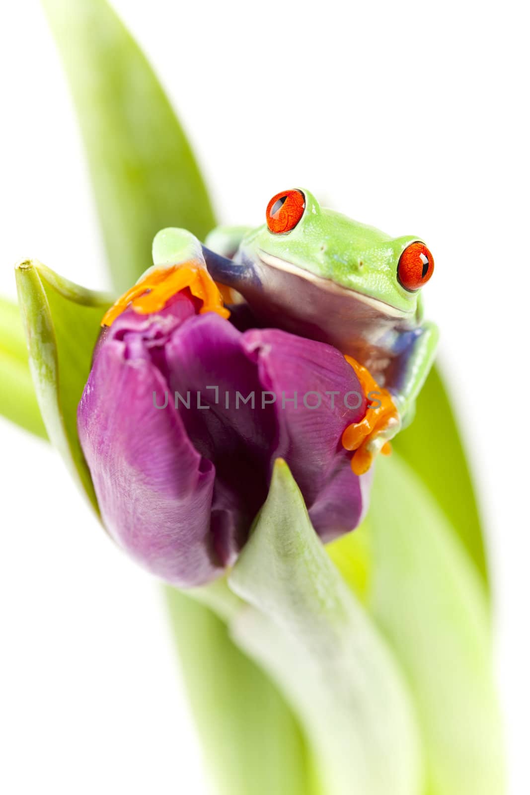 Red eyed tree frog sitting on tulip