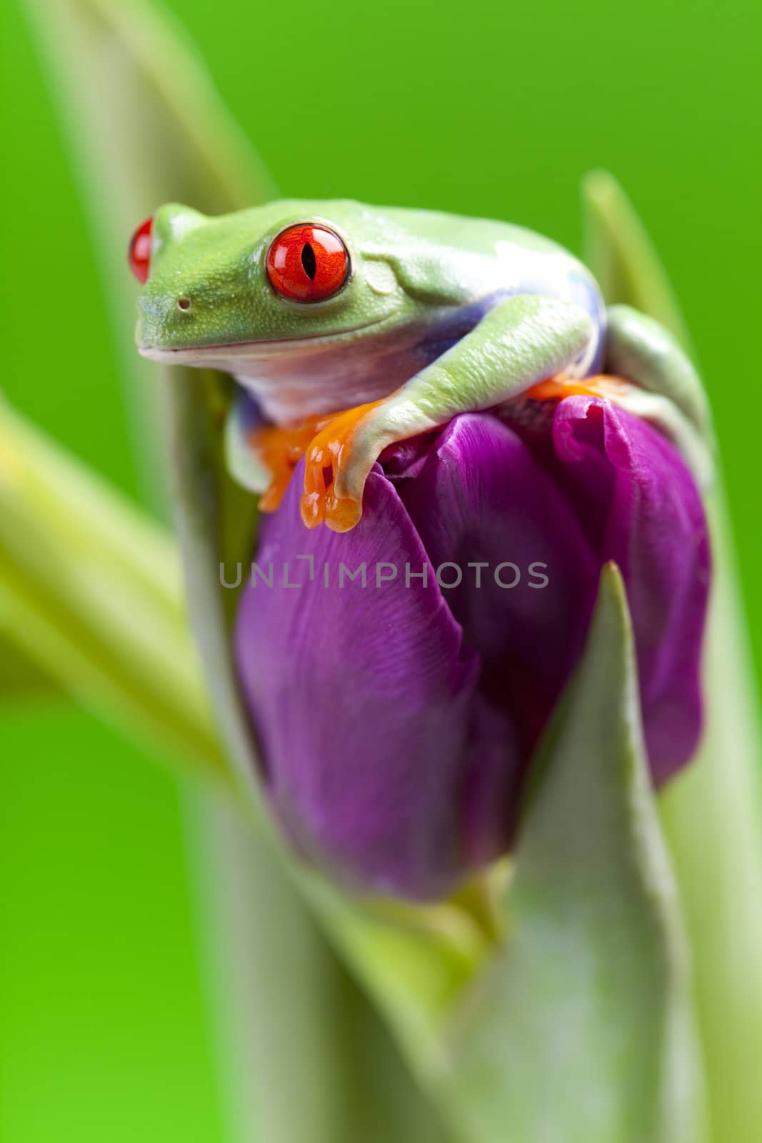 Red eyed tree frog sitting on tulip