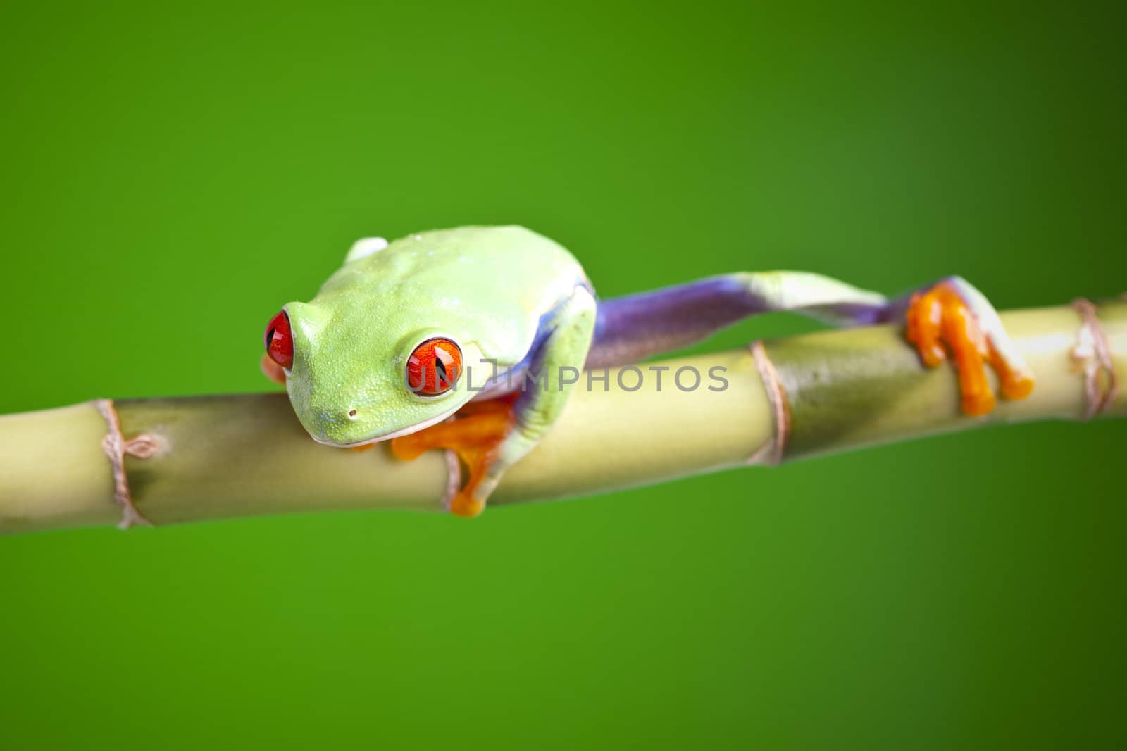 Red eyed tree frog sitting on bamboo